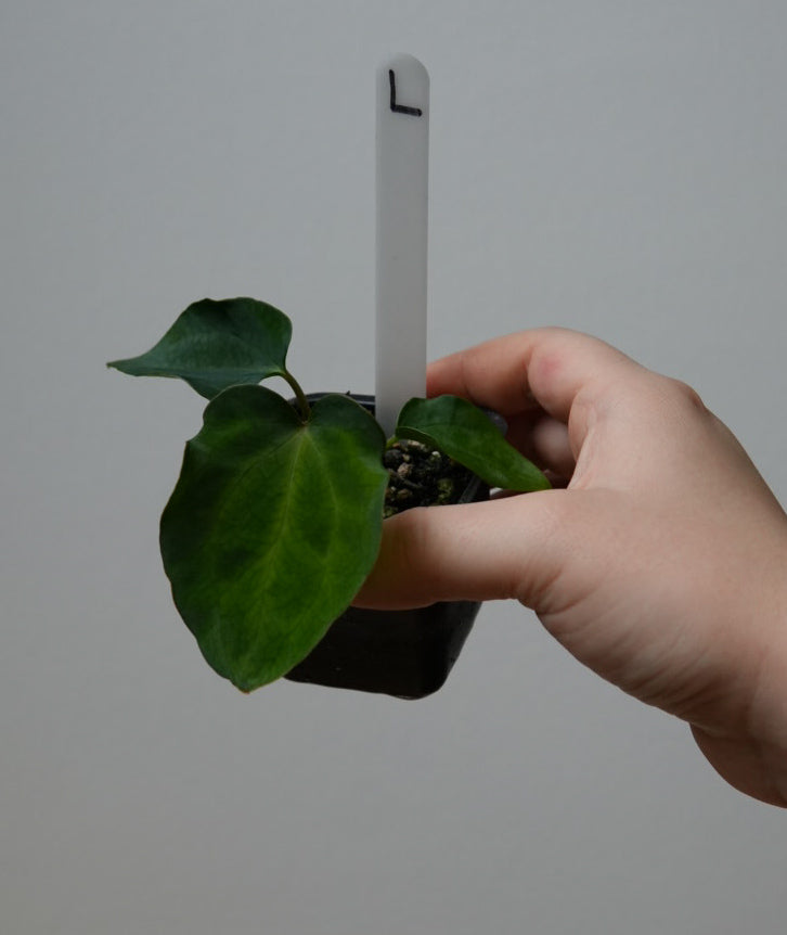 Anthurium (AOS x (Zara x Michelle) 1) x ((carlablackiae x dressleri RD) x pap 'RLFS')