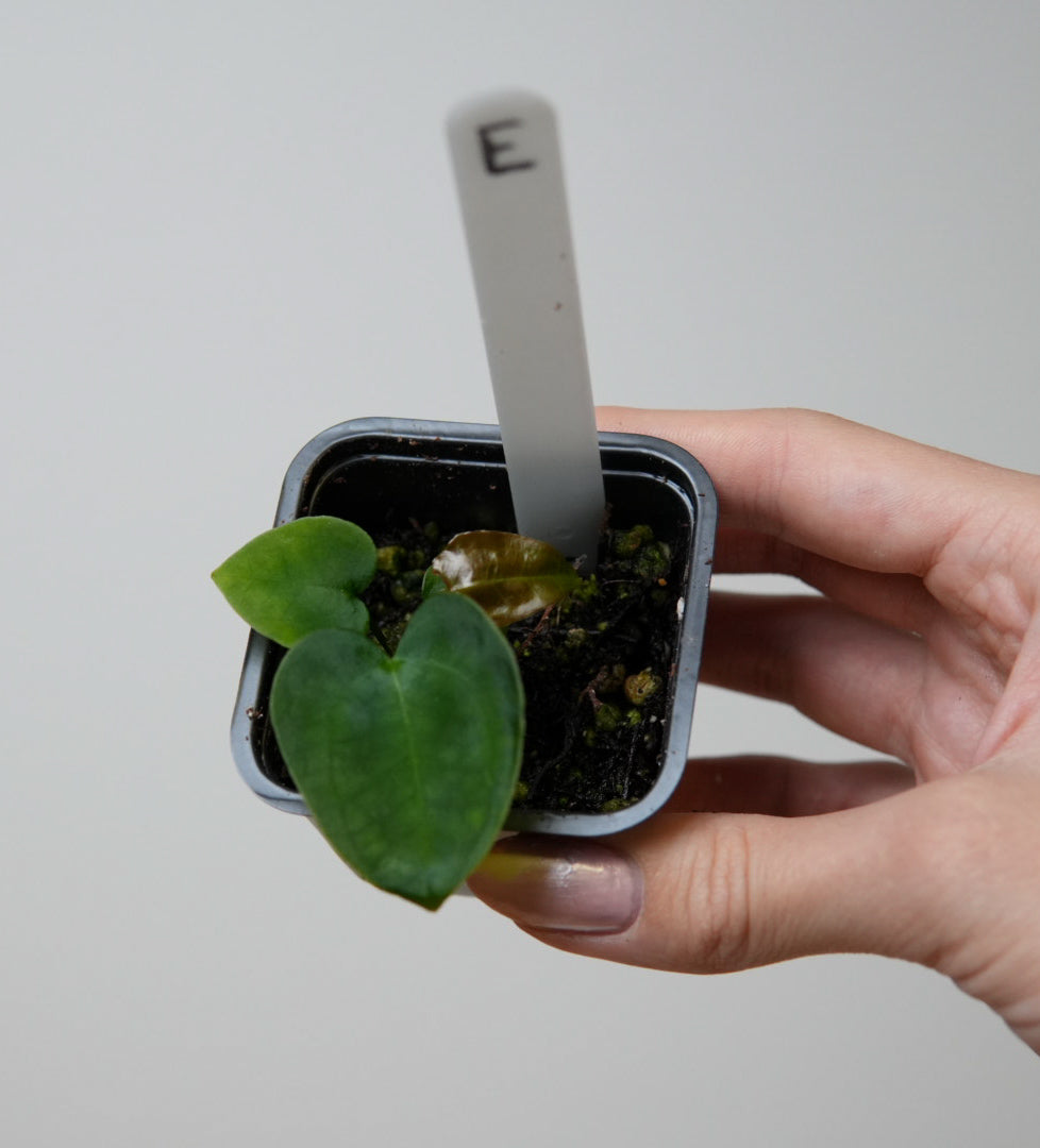 Anthurium (AOS x forgetii 2) x (AOS x (Zara x Michelle) 5)