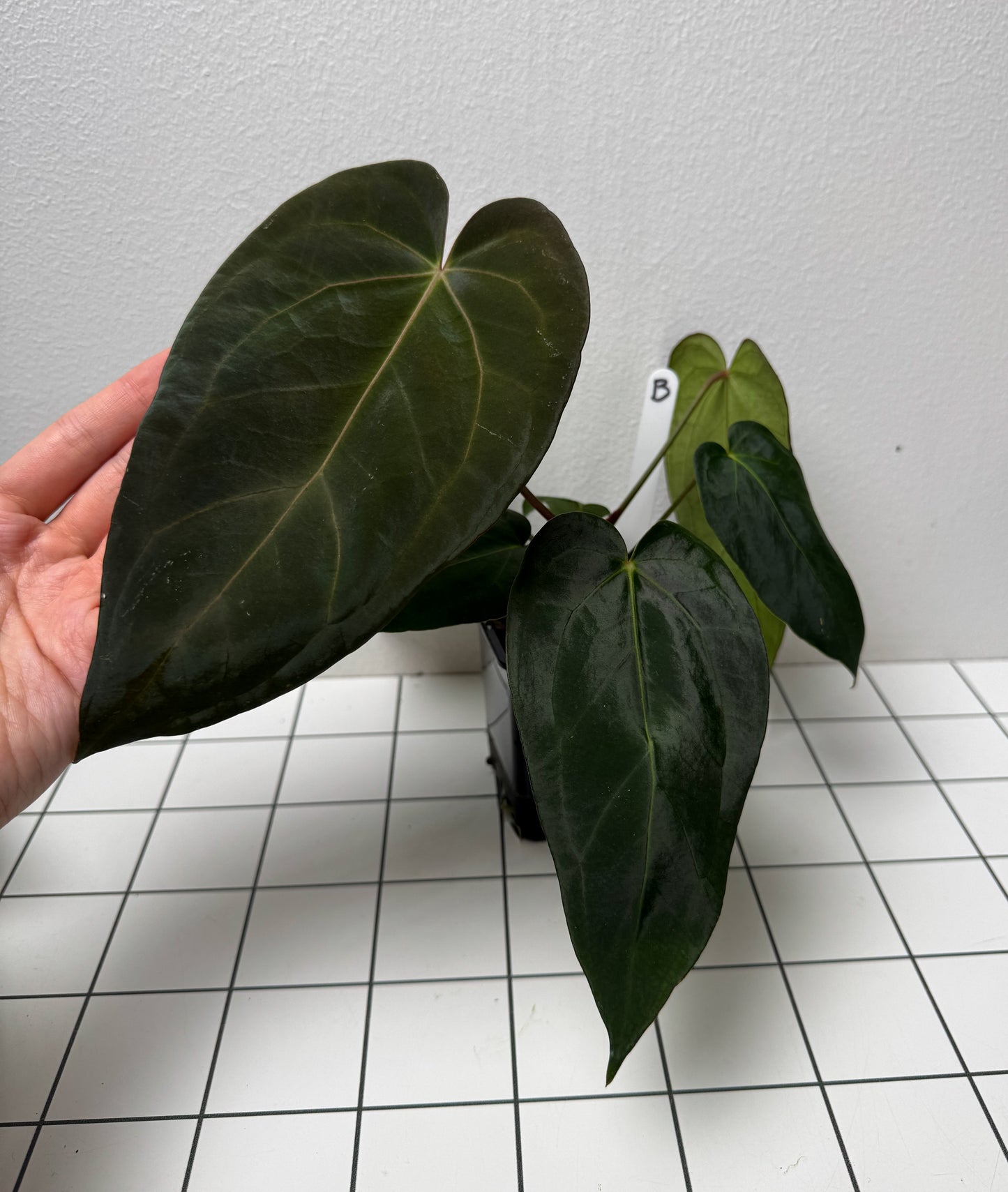 Anthurium (midnight velvet x 'red studd') x carlablackiae x (NSE)