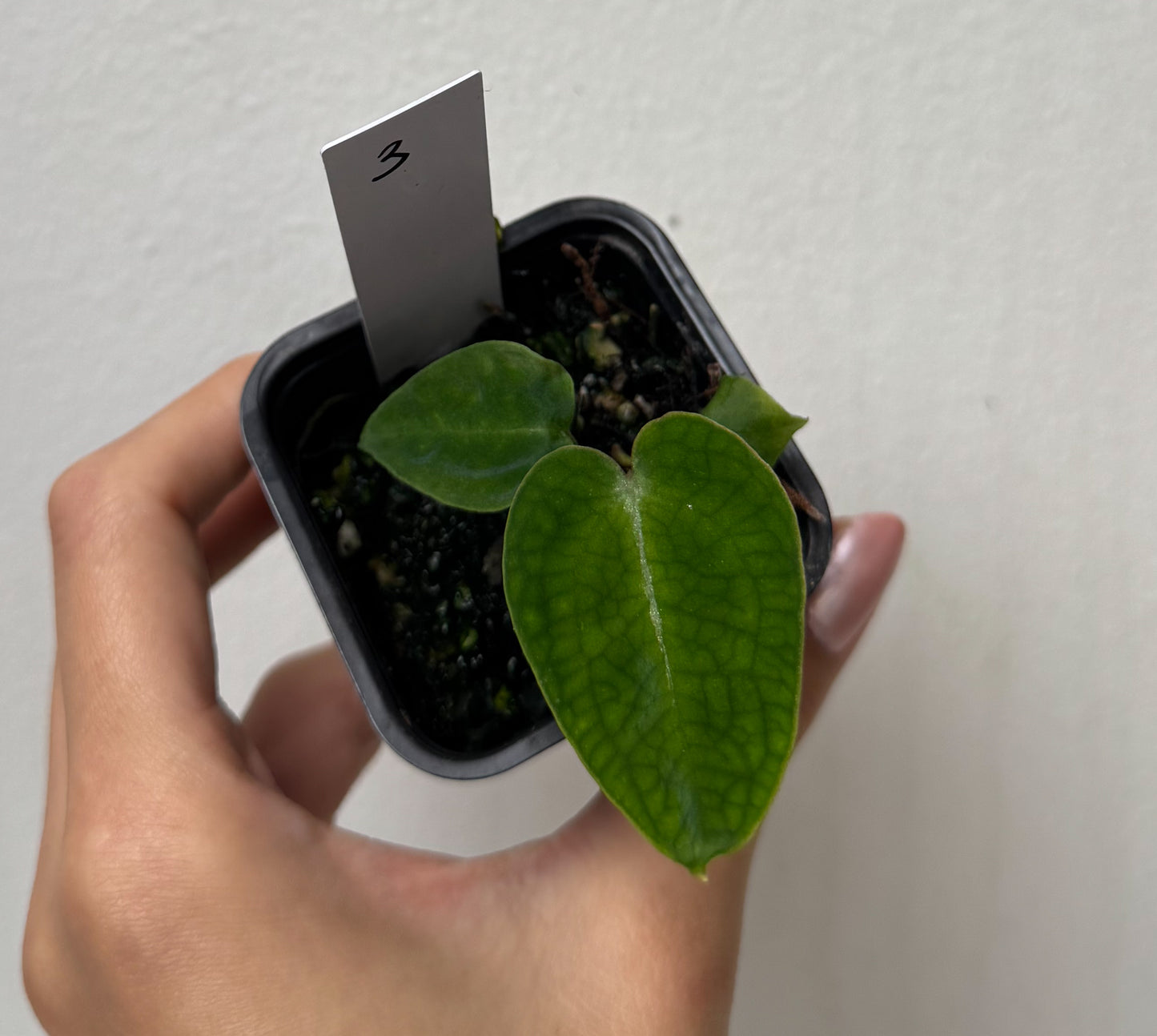 Anthurium complex HU hybrid 2 x (forgetii x warocquanum 'Alien')