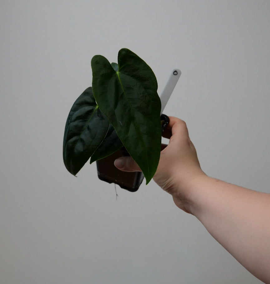 Anthurium (subsignatum x papillilaminum 'Marie') x (NSE dorito port x papillilaminum RLFS)