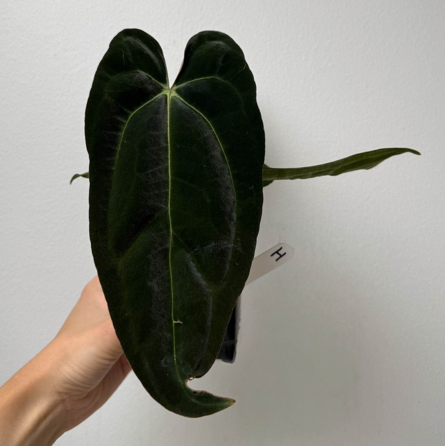 Anthurium carlablackiae (NSE) x (Dorito Port x RLFS)