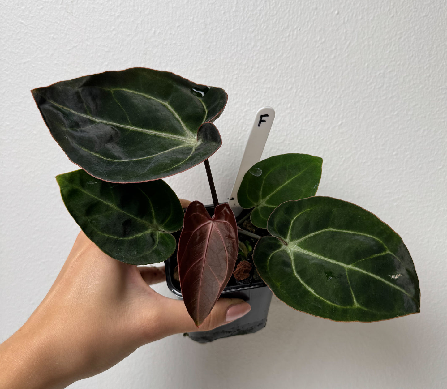 Anthurium Complex HU hybrid 1 x carlablackiae (NSE)
