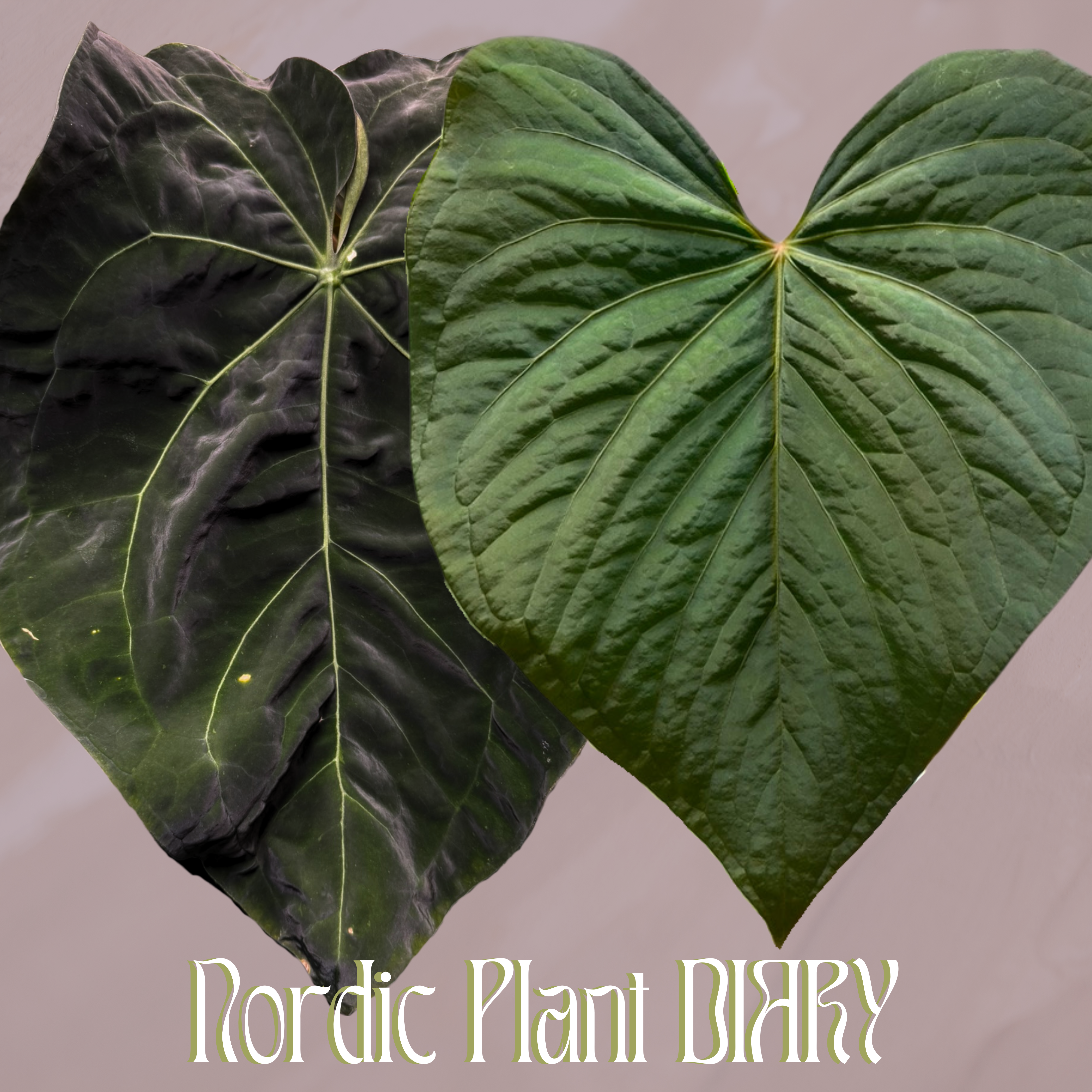 Anthurium (AOS x forgetii 1) x kunayalense – Nordic Plant Diary