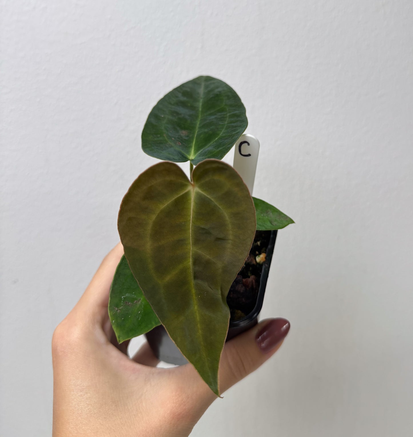 Anthurium (AOS x forgetii 2) x carlablackiae X (NSE)
