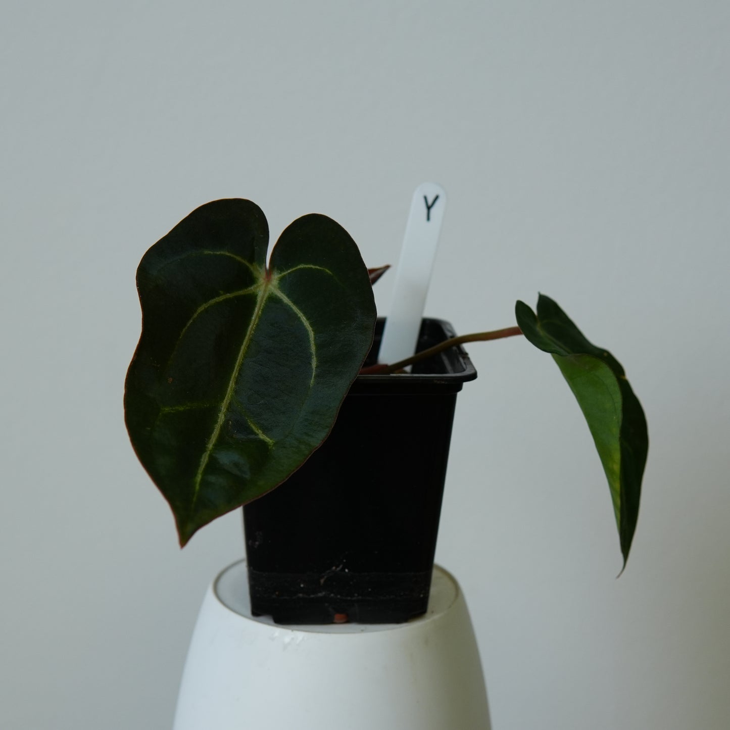 Anthurium carlablackiae (NSE) x carlablackiae X (NSE)