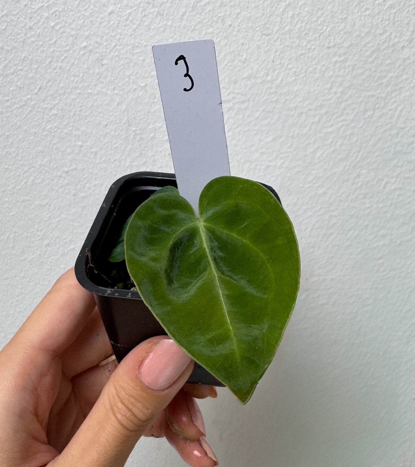 Anthurium (forgetii x warocqueanum 2) x Huanco velvet 1