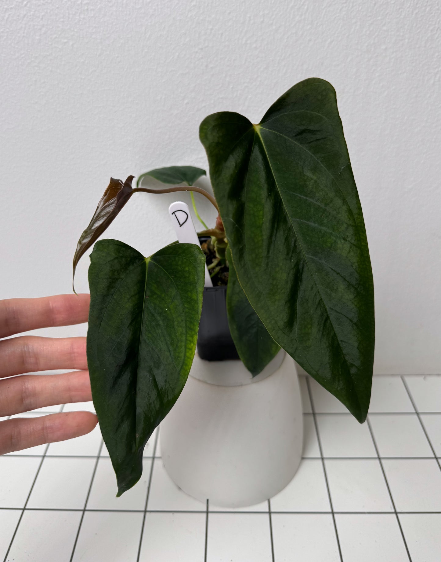 Anthurium (subsignatum x papillilaminum 'Marie') x (NSE dorito port x papillilaminum RLFS)