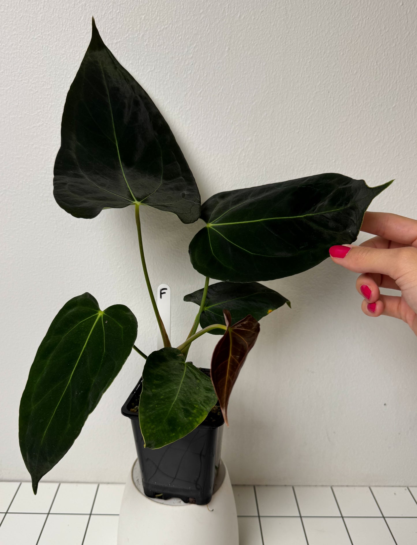 Anthurium (midnight velvet x 'red studd') x carlablackiae x (NSE)