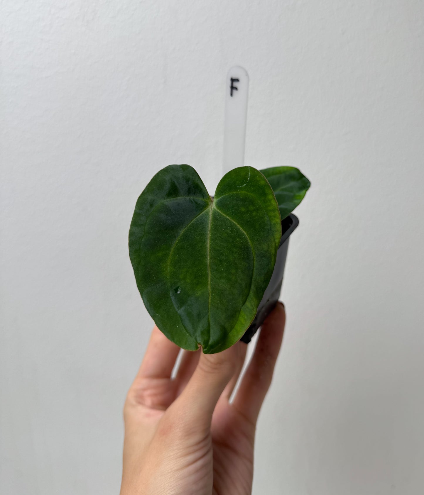 Anthurium carlablackiae (NSE) x BVEP ('SS x RA')
