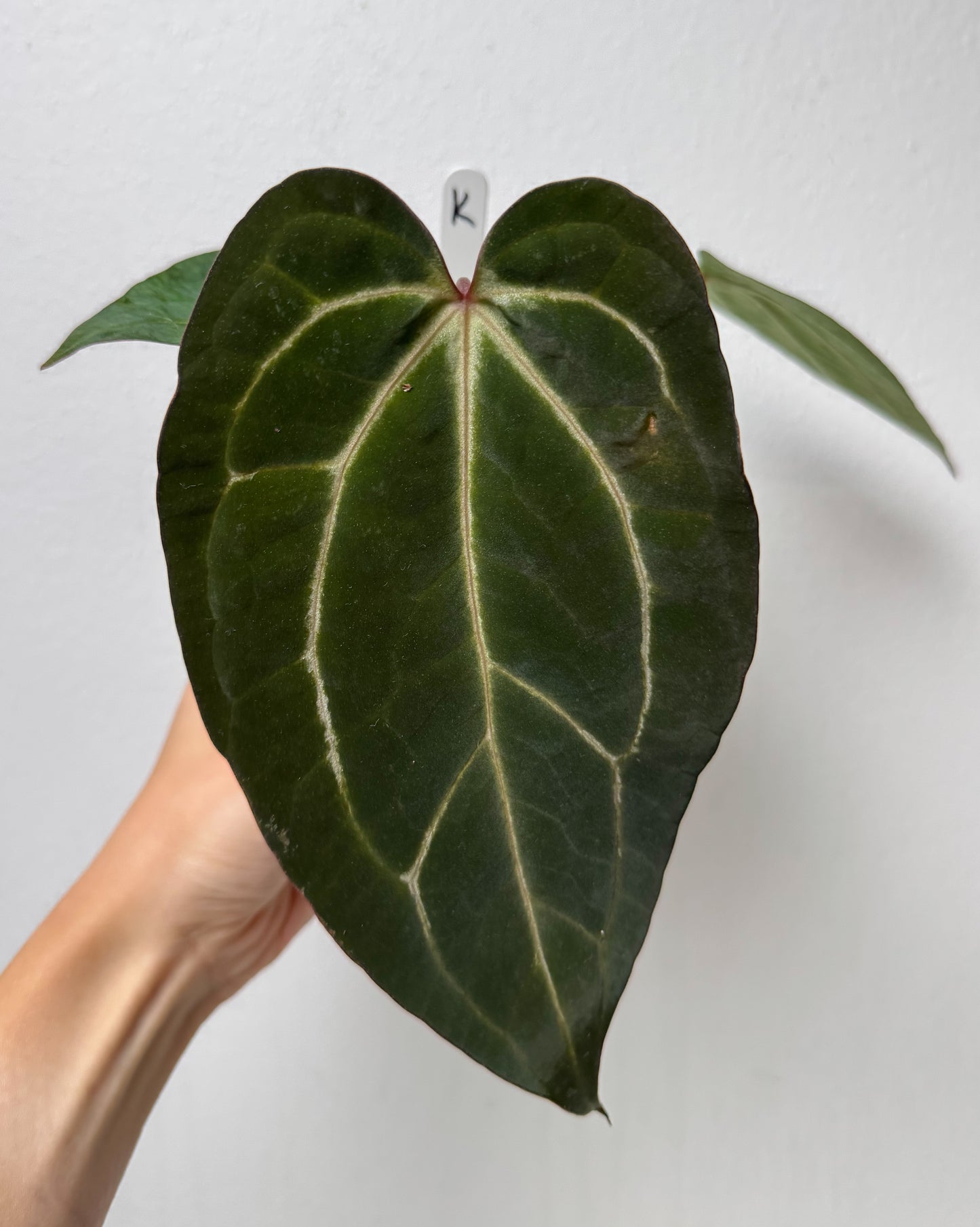 Anthurium (Zara x Michelle) x carlablackiae X (NSE)