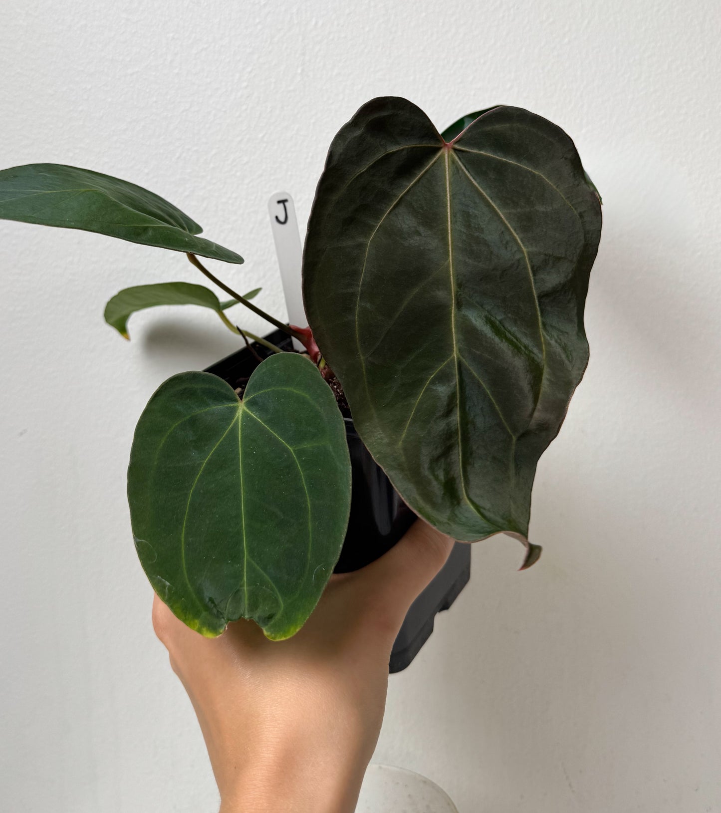 Anthurium carlablackiae X (NSE) x complex HU hybrid 1