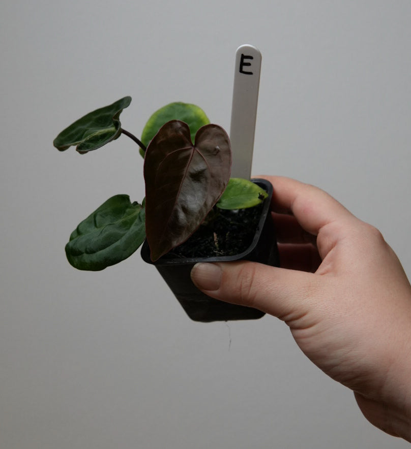 Anthurium (Red Crystallinum x forgetii) x (noid 'Code Red' x papillilaminum 'A+')