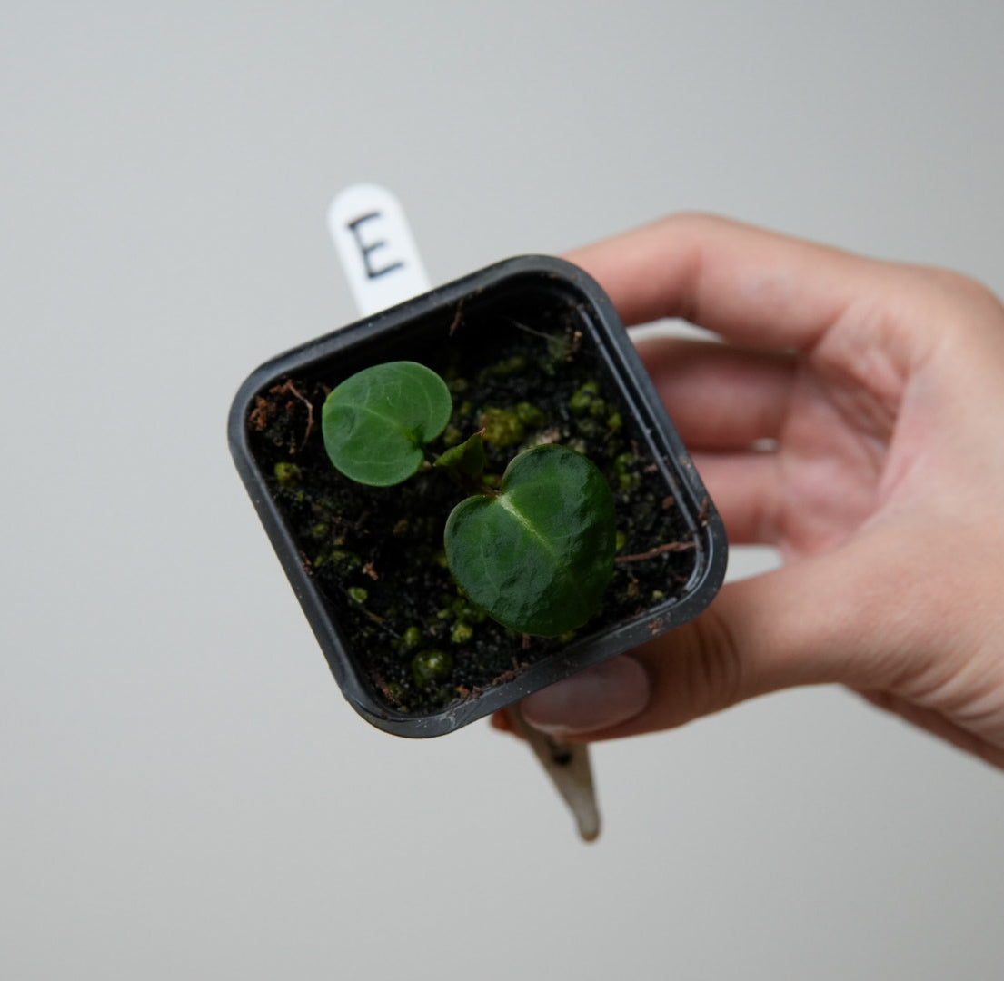 Anthurium Silver Blush x complex HU hybrid 1