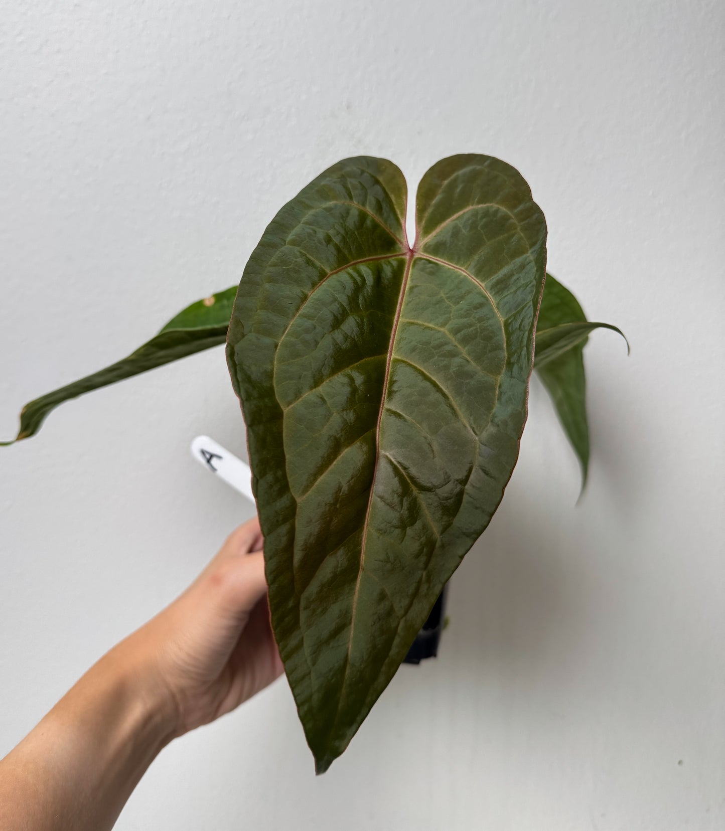 Anthurium Cv Carmesim x (Zara x Michelle)