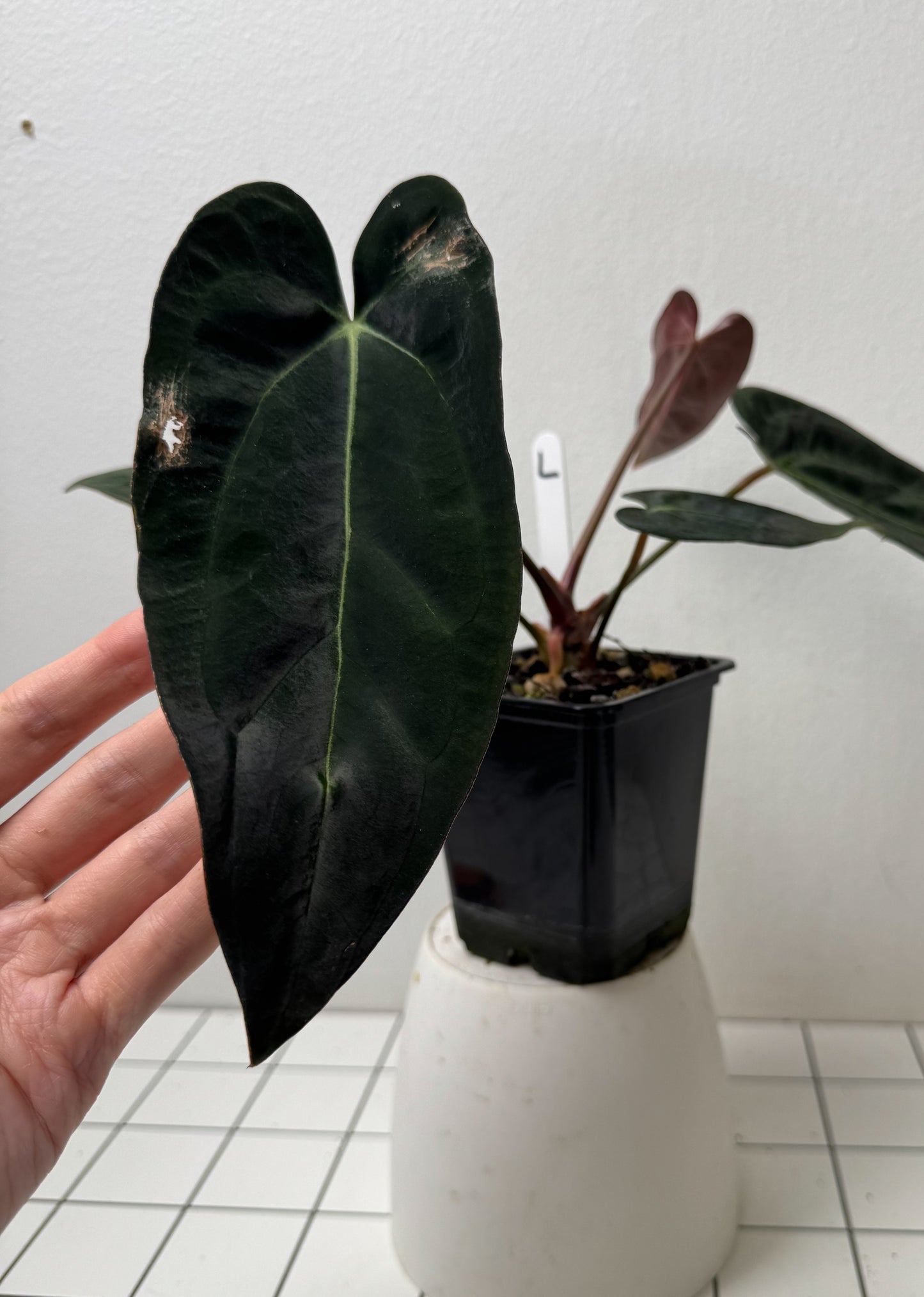 Anthurium carlablackiae (NSE) x (Dorito Port x RLFS)