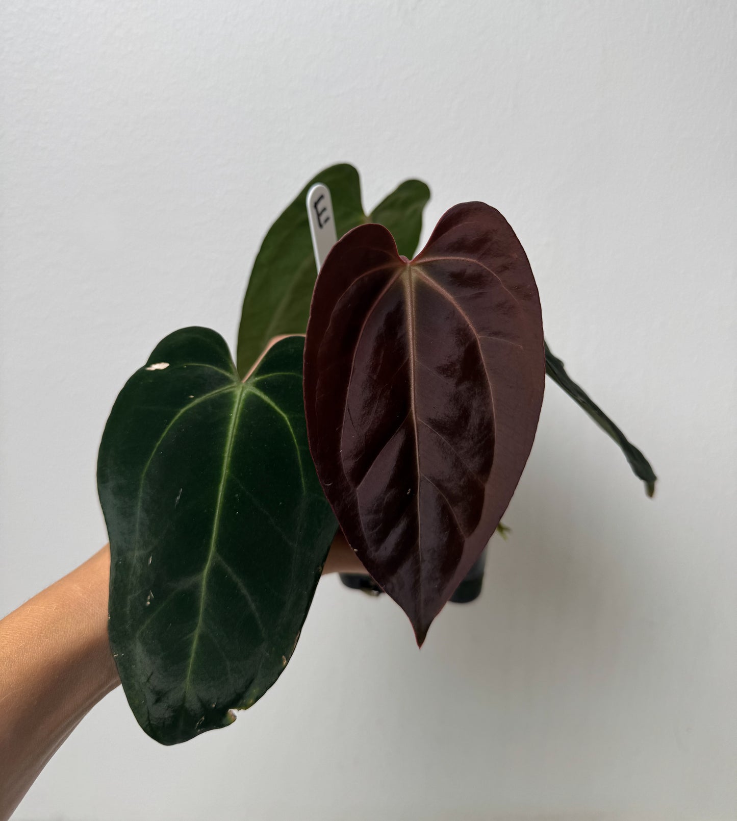 Anthurium carlablackiae X (NSE) x complex HU hybrid 1
