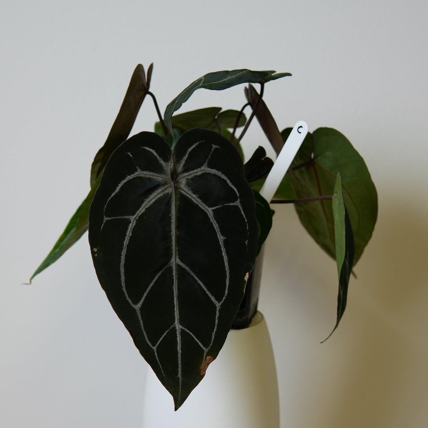 Anthurium Complex HU hybrid 1 x (Zara x Michelle)