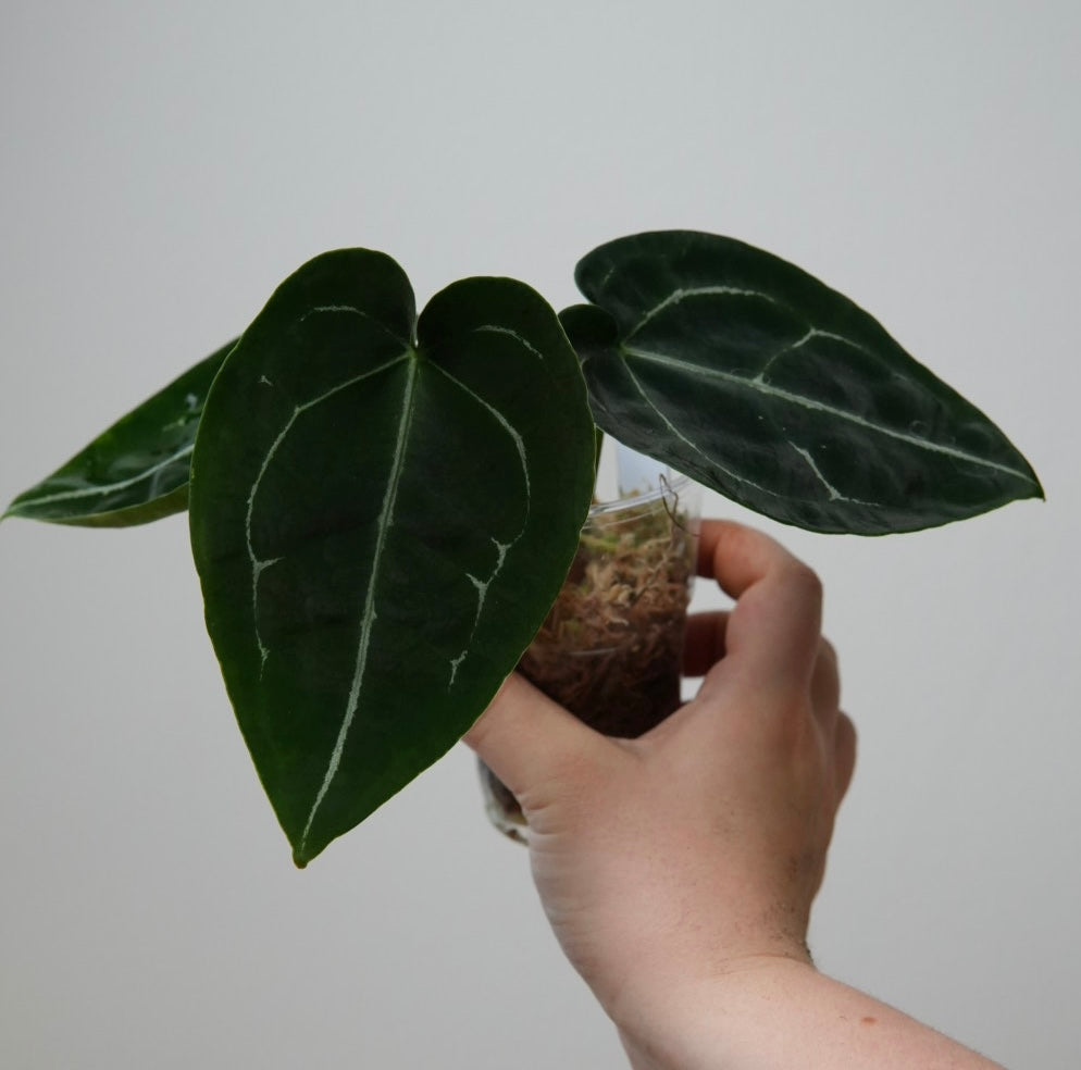 Anthurium forgetii df x warocqueanum 2