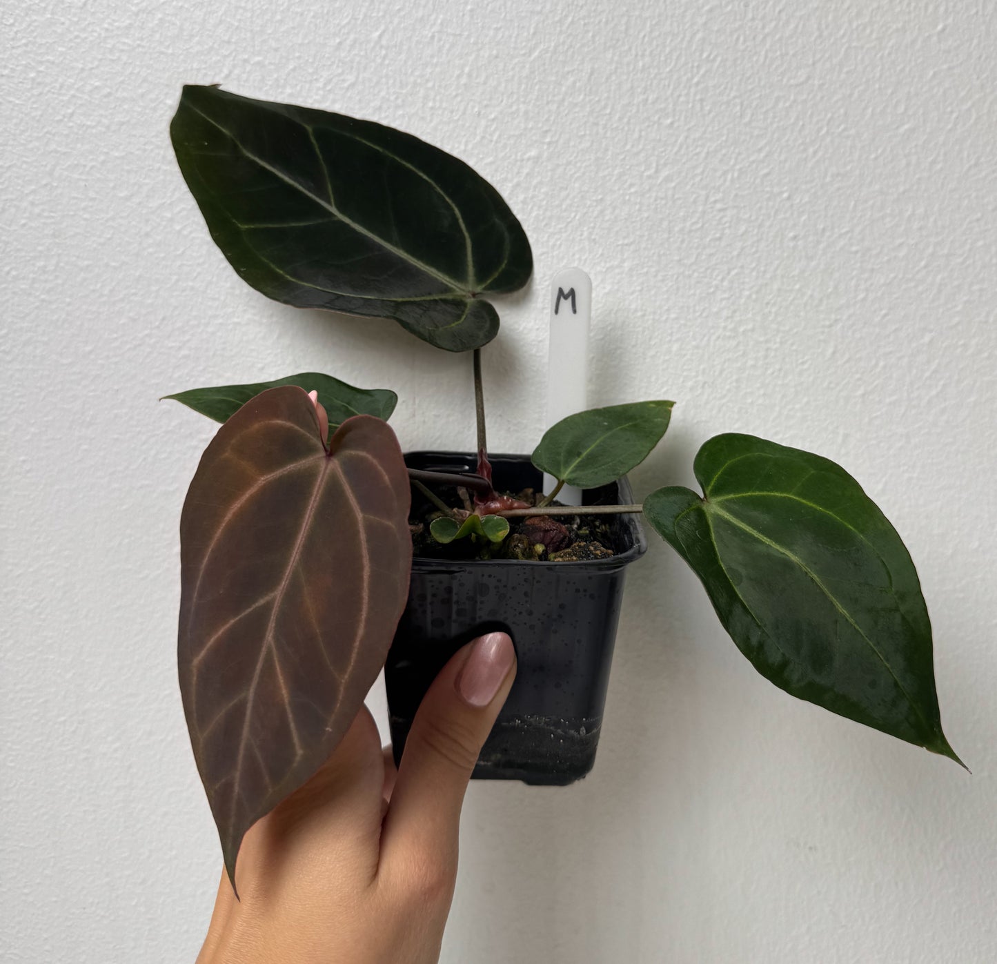 Anthurium (Zara x Michelle) x carlablackiae X (NSE)