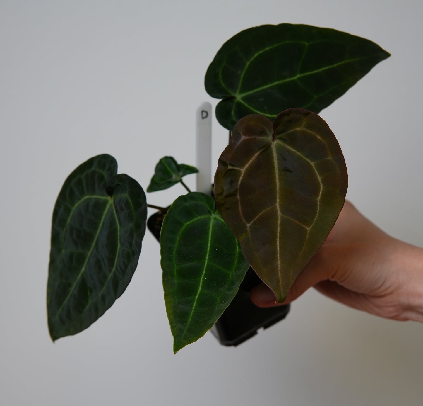 Anthurium (AOS x forgetii 2) x (Zara x Michelle)