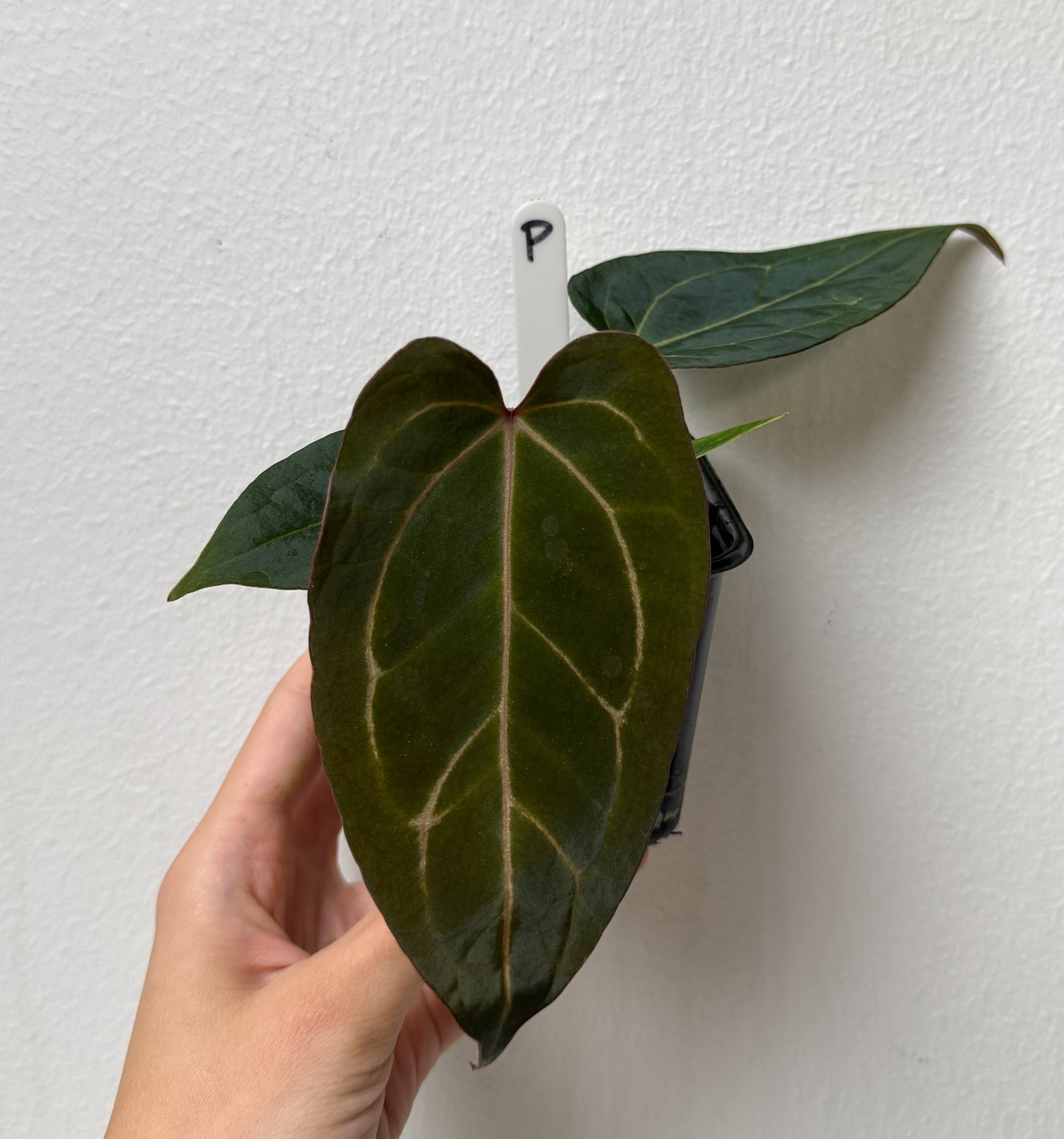 Anthurium (Zara x Michelle) x carlablackiae X (NSE)