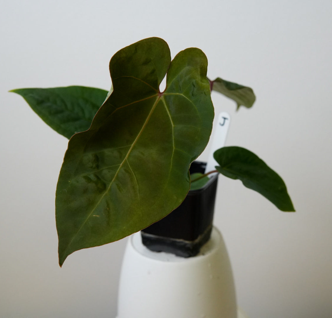 Anthurium Cv Carmesim x (Zara x Michelle)
