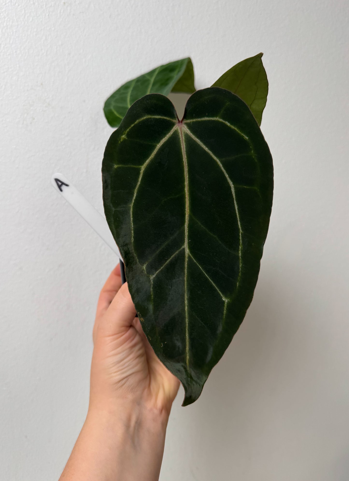 Anthurium (Zara x Michelle) x carlablackiae X (NSE)