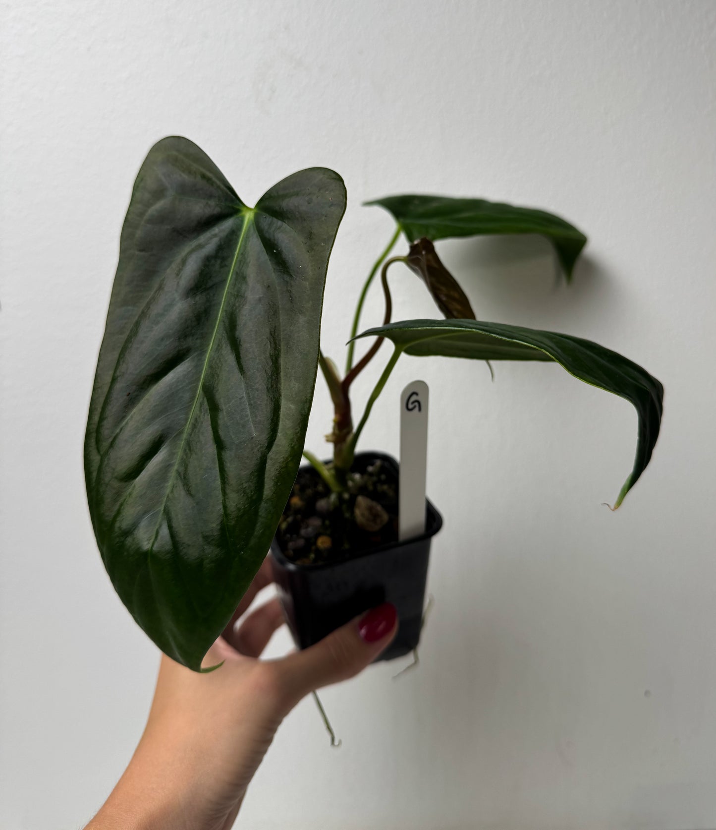 Anthurium (subsignatum x papillilaminum 'Marie') x (NSE dorito port x papillilaminum RLFS)