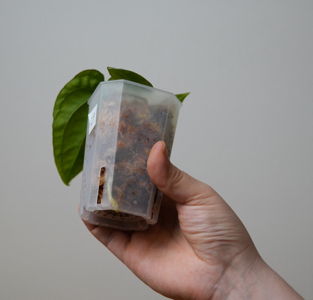 Anthurium 'Circus Peanuts'