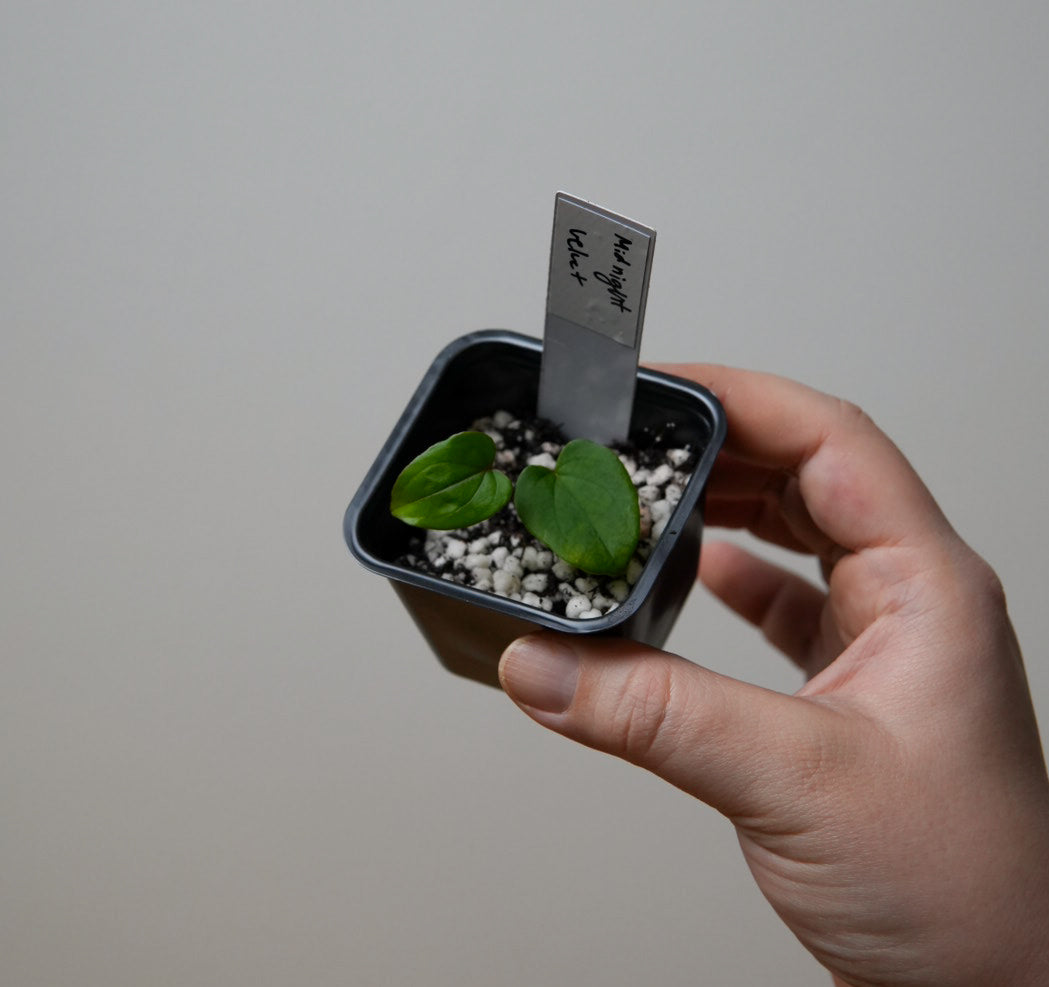 Anthurium 'Midnight Velvet'