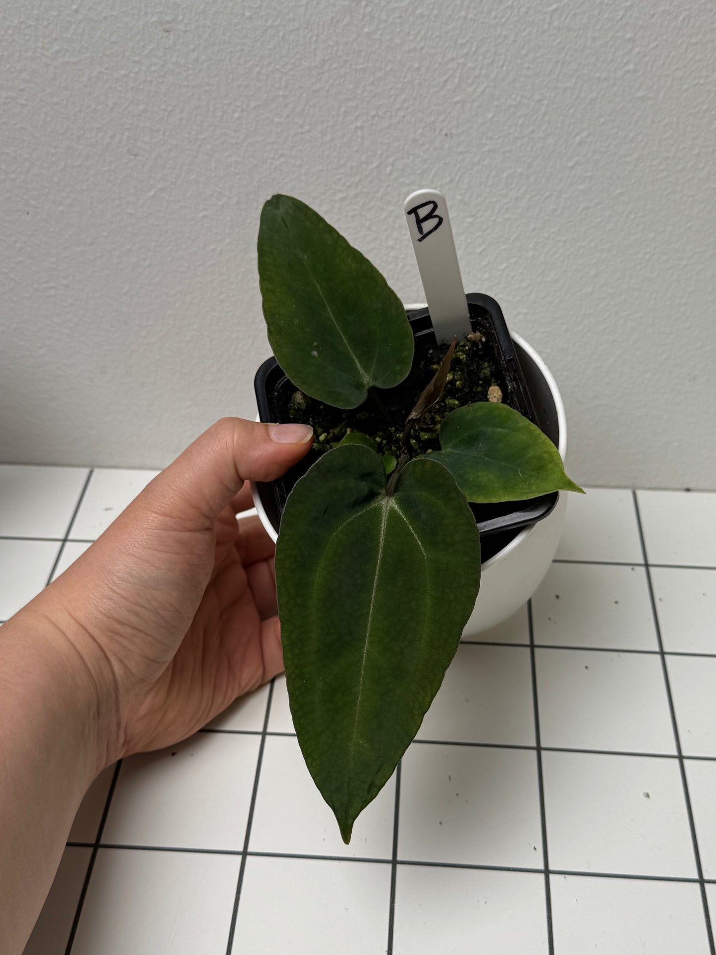 Anthurium (Zara x Michelle) x (Dorito Port x RLFS)