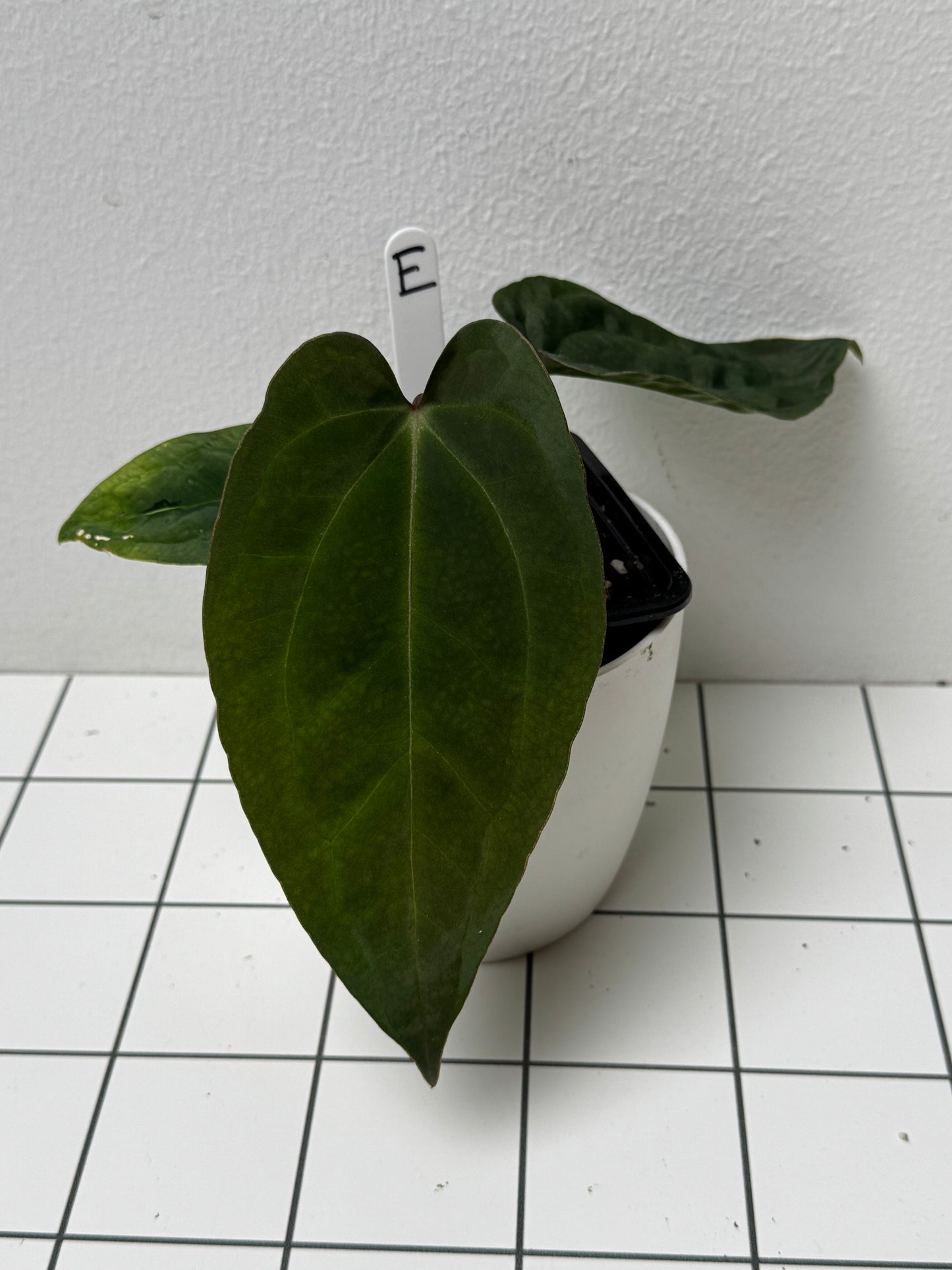 Anthurium (Zara x Michelle) x (Dorito Port x RLFS)