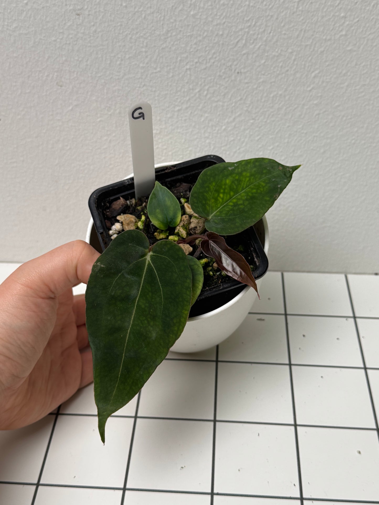 Anthurium (Zara x Michelle) x (Dorito Port x RLFS)