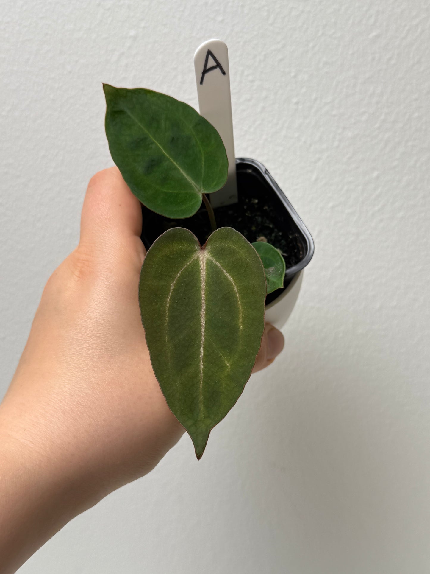 Anthurium (Zara x Michelle) x carlablackiae X (NSE)