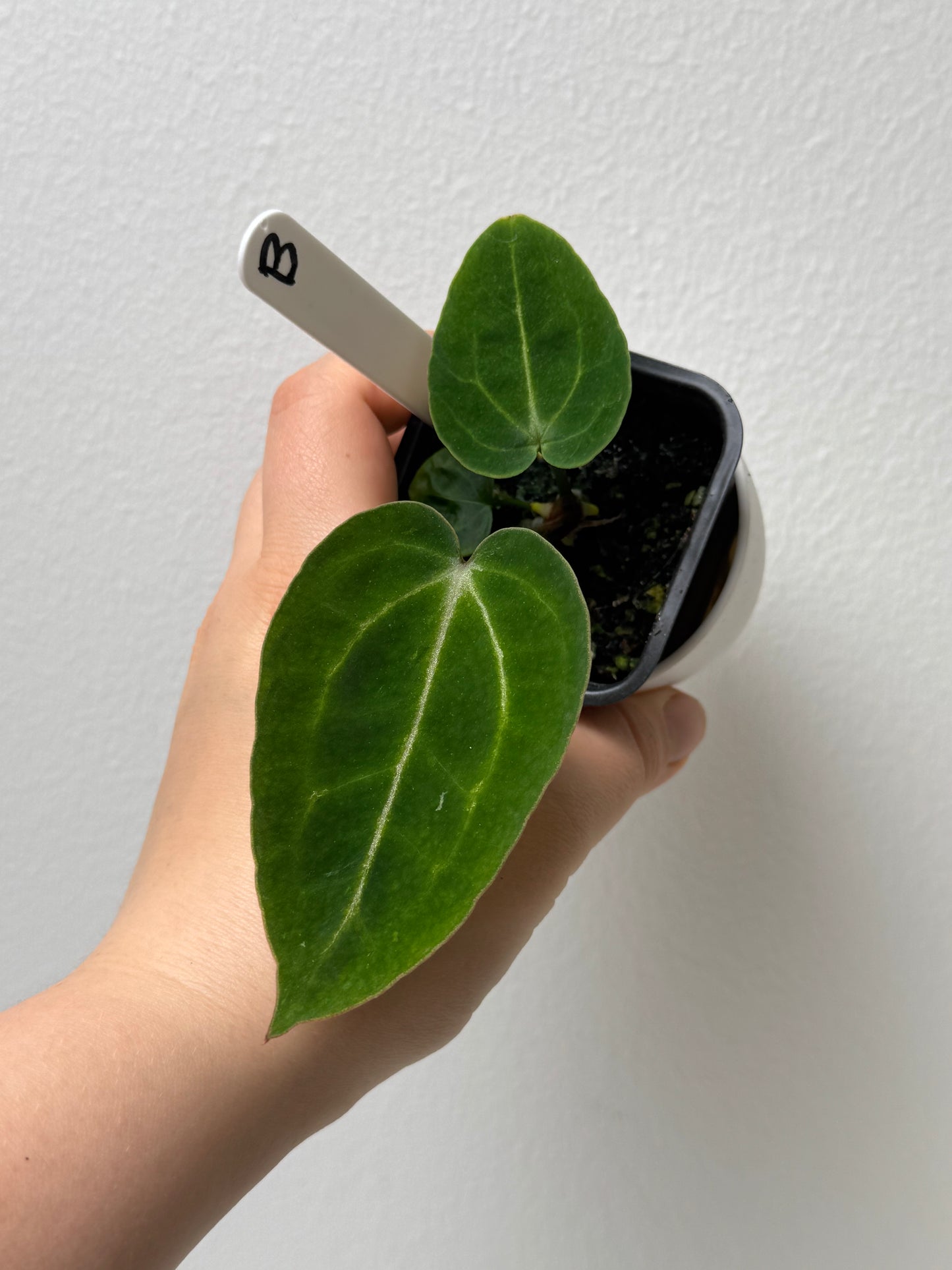 Anthurium (Zara x Michelle) x carlablackiae X (NSE)