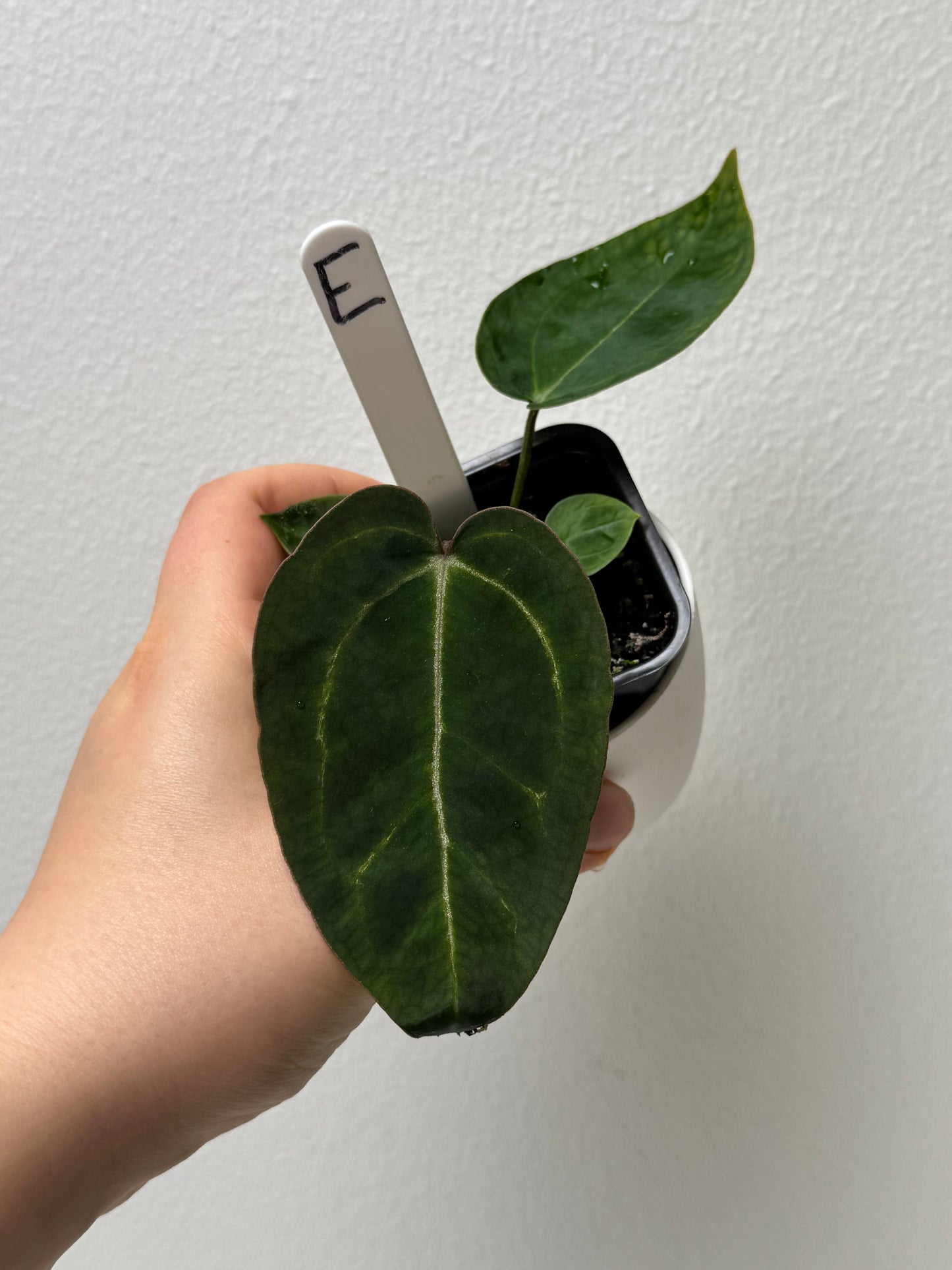 Anthurium (Zara x Michelle) x carlablackiae X (NSE)