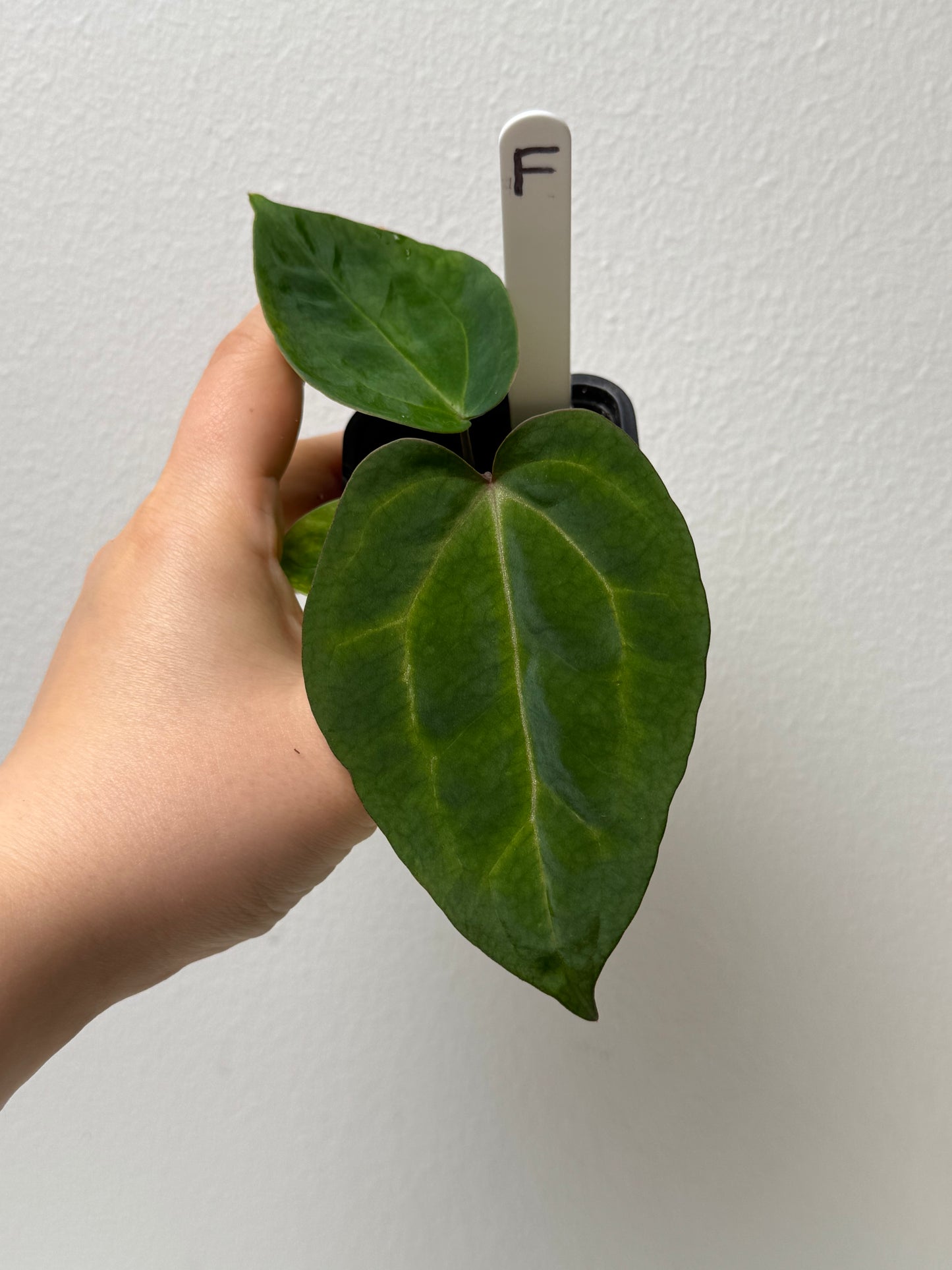 Anthurium (Zara x Michelle) x carlablackiae X (NSE)