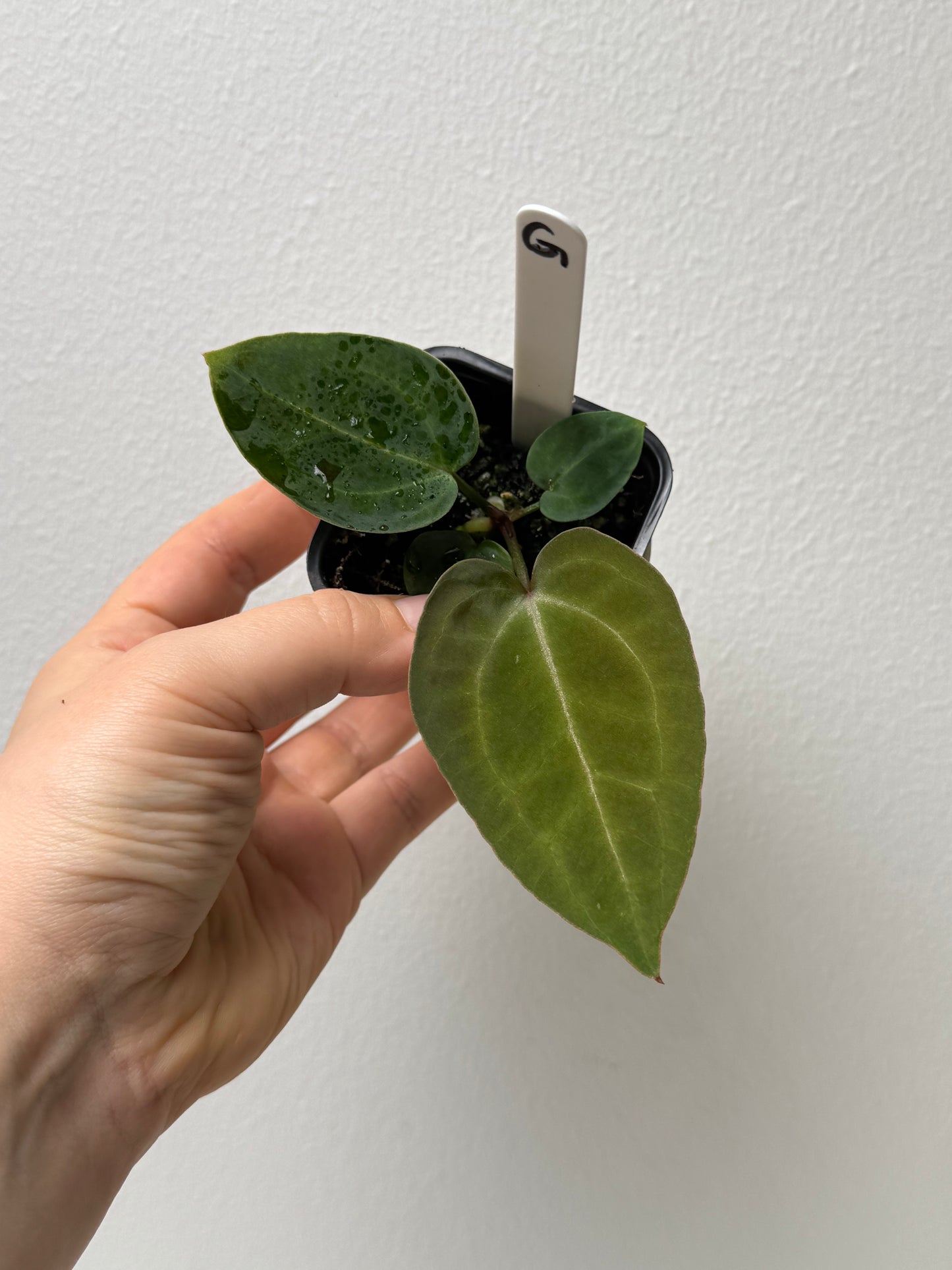 Anthurium (Zara x Michelle) x carlablackiae X (NSE)