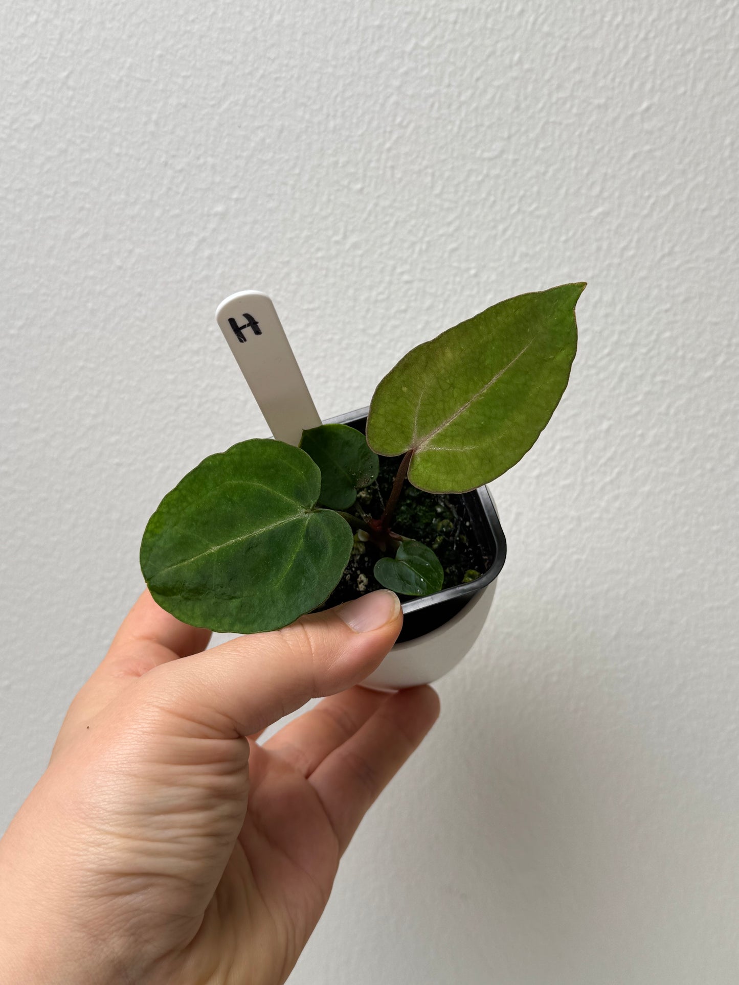 Anthurium (Zara x Michelle) x carlablackiae X (NSE)