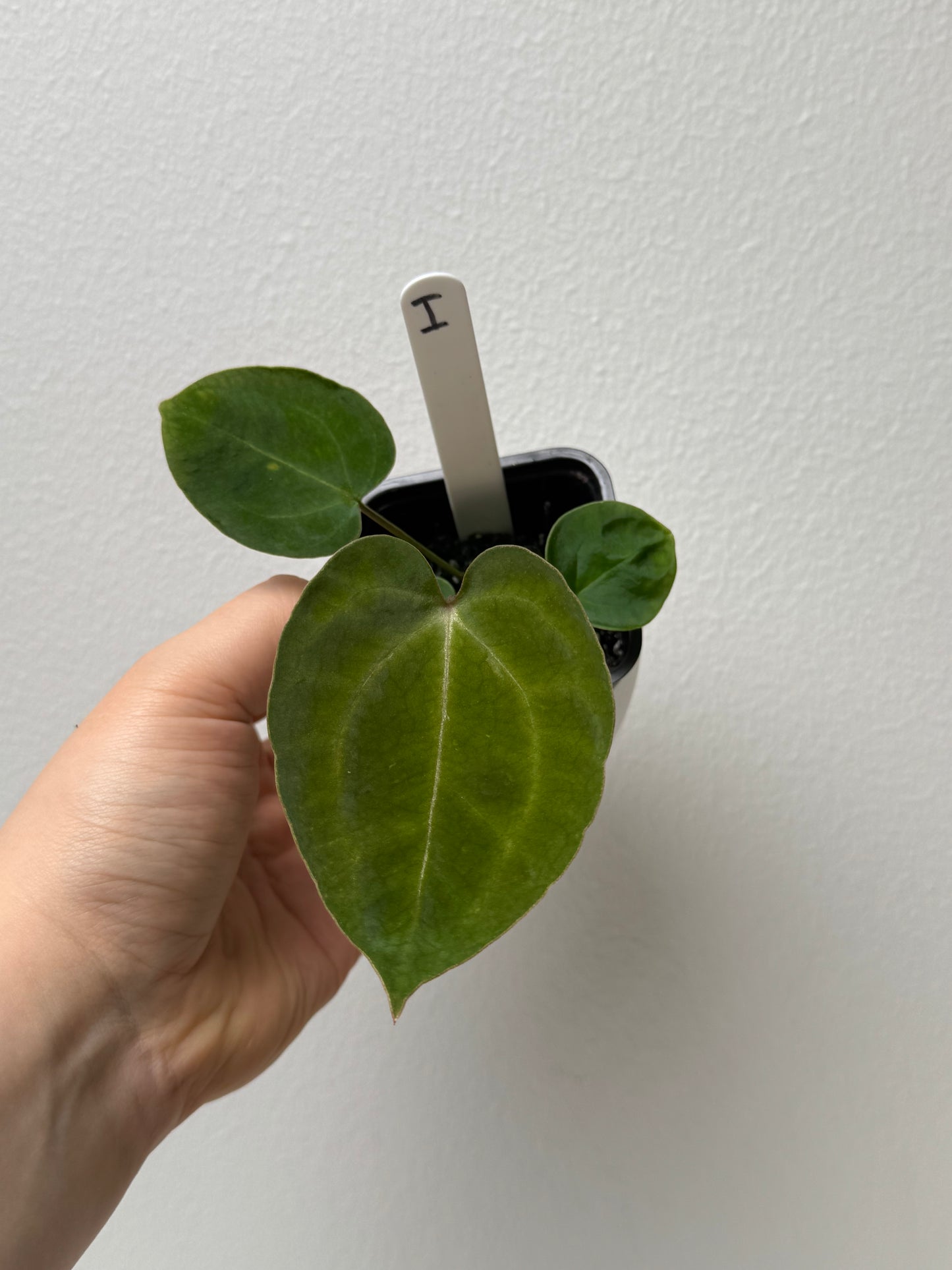 Anthurium (Zara x Michelle) x carlablackiae X (NSE)