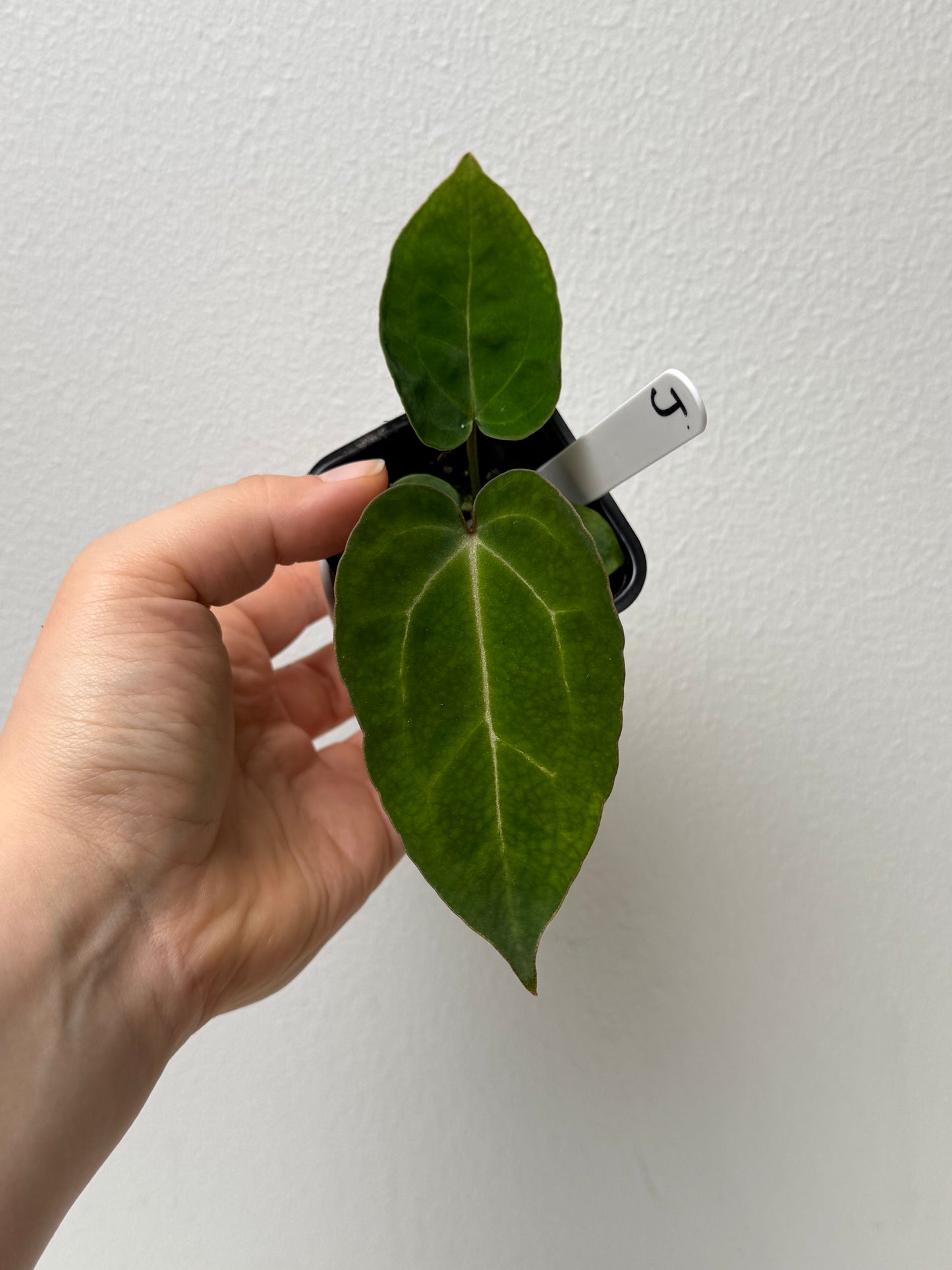 Anthurium (Zara x Michelle) x carlablackiae X (NSE)