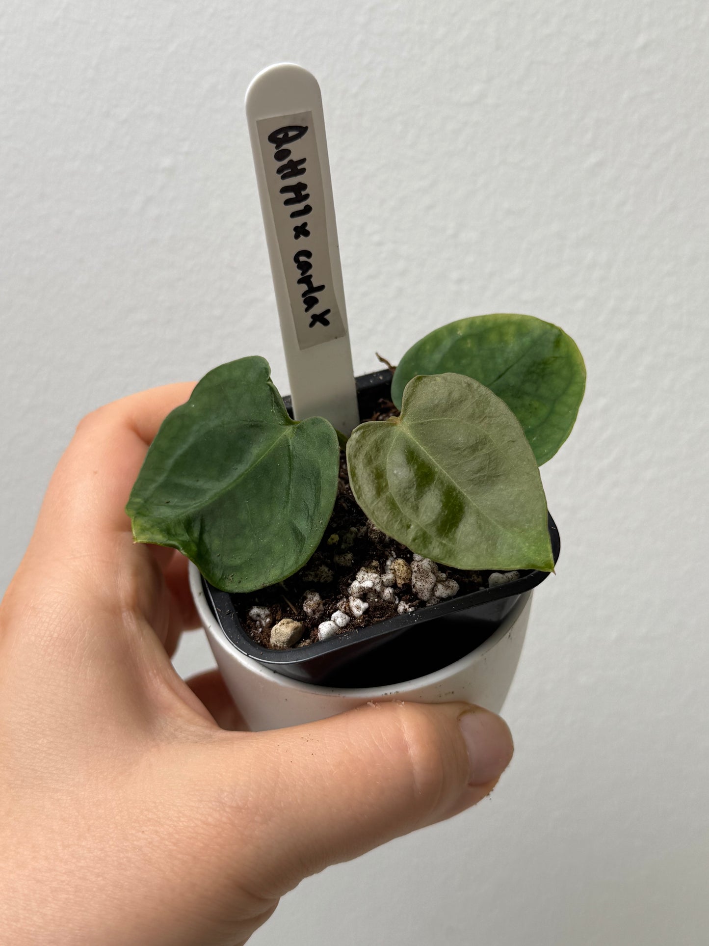 Anthurium Queen of Hearts Hybrid 1 x carlablackiae X (NSE)