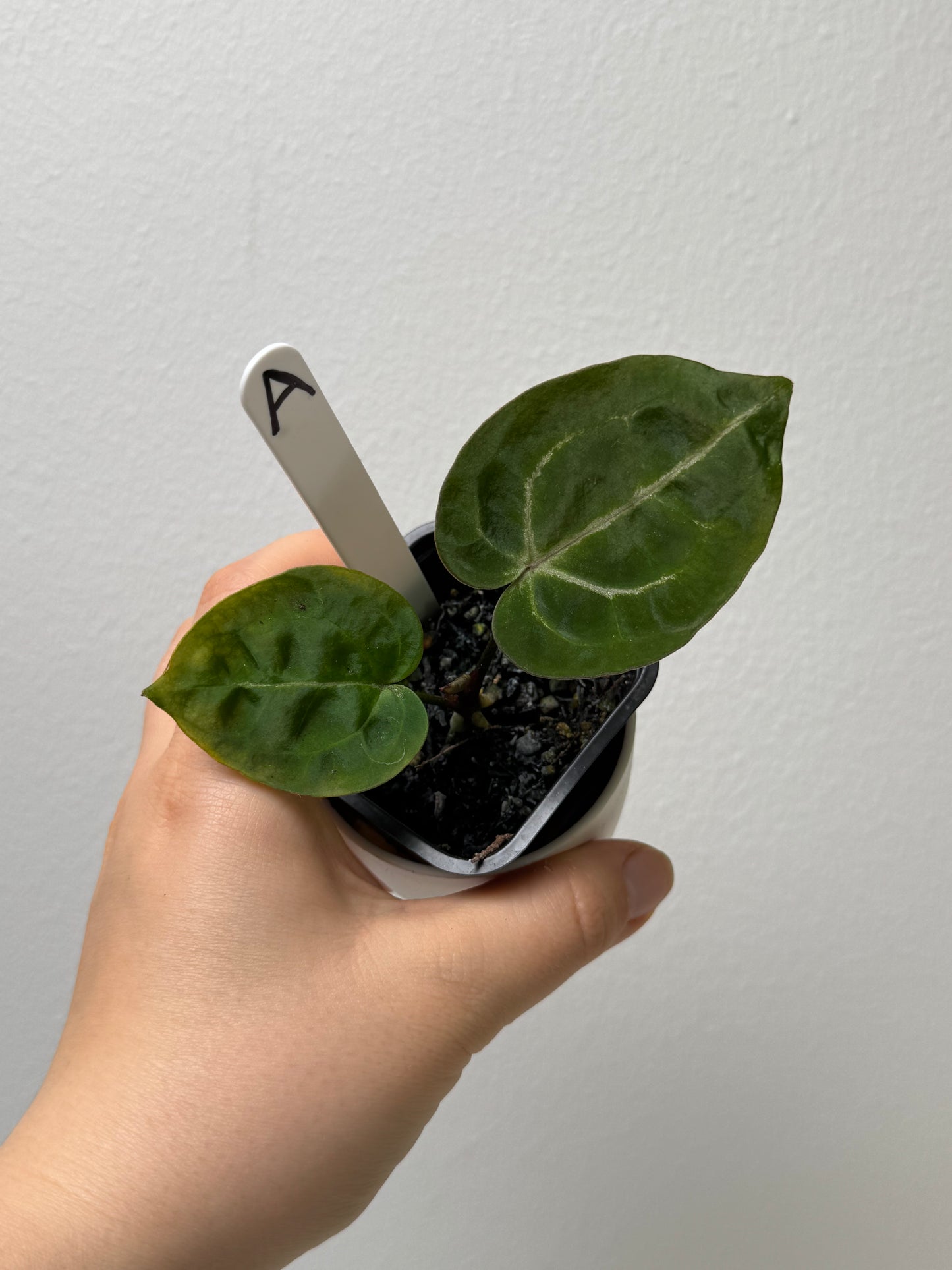 Anthurium (Red Crystallinum x forgetii) x (Zara x Michelle)