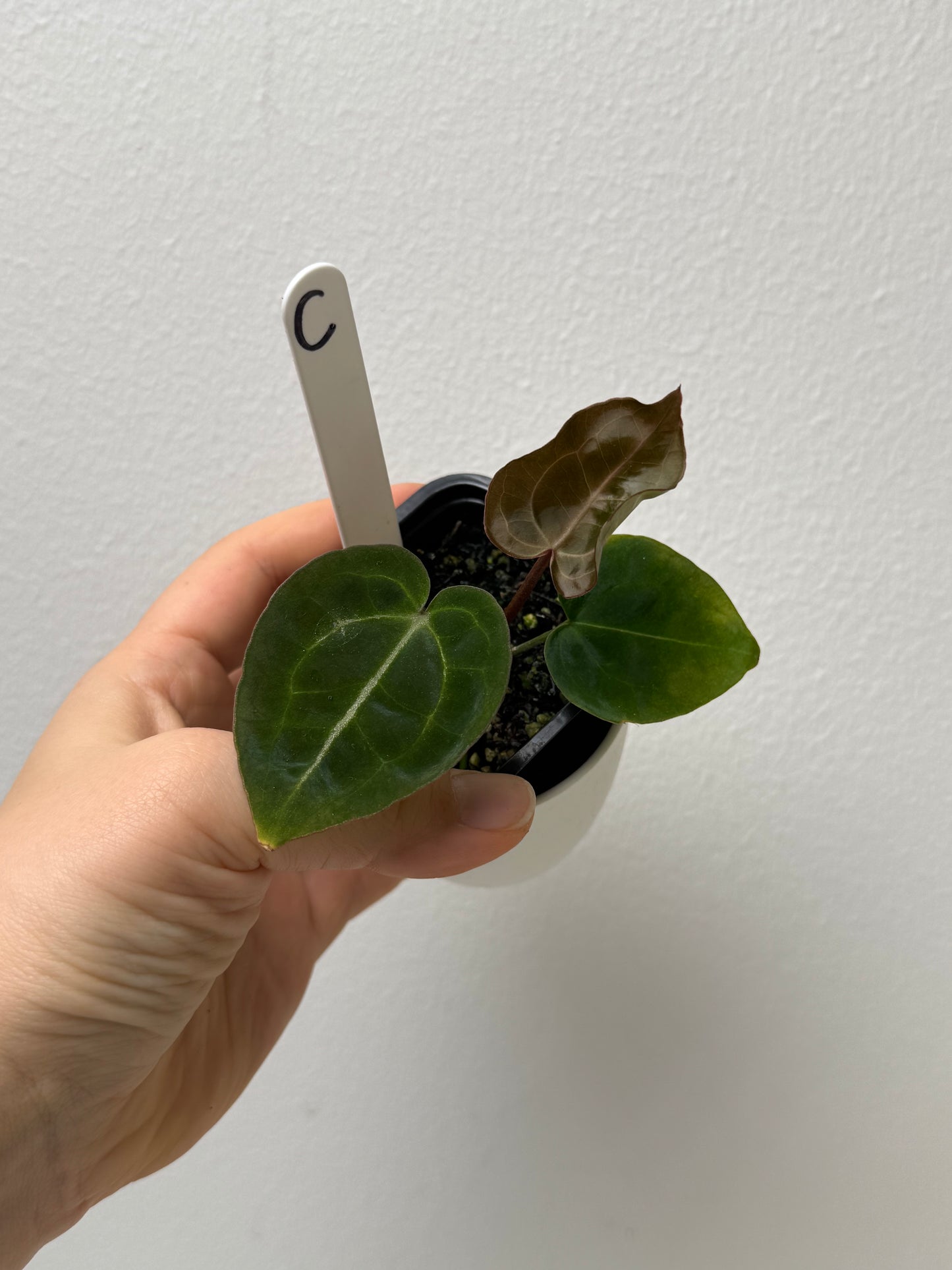 Anthurium (Red Crystallinum x forgetii) x (Zara x Michelle)