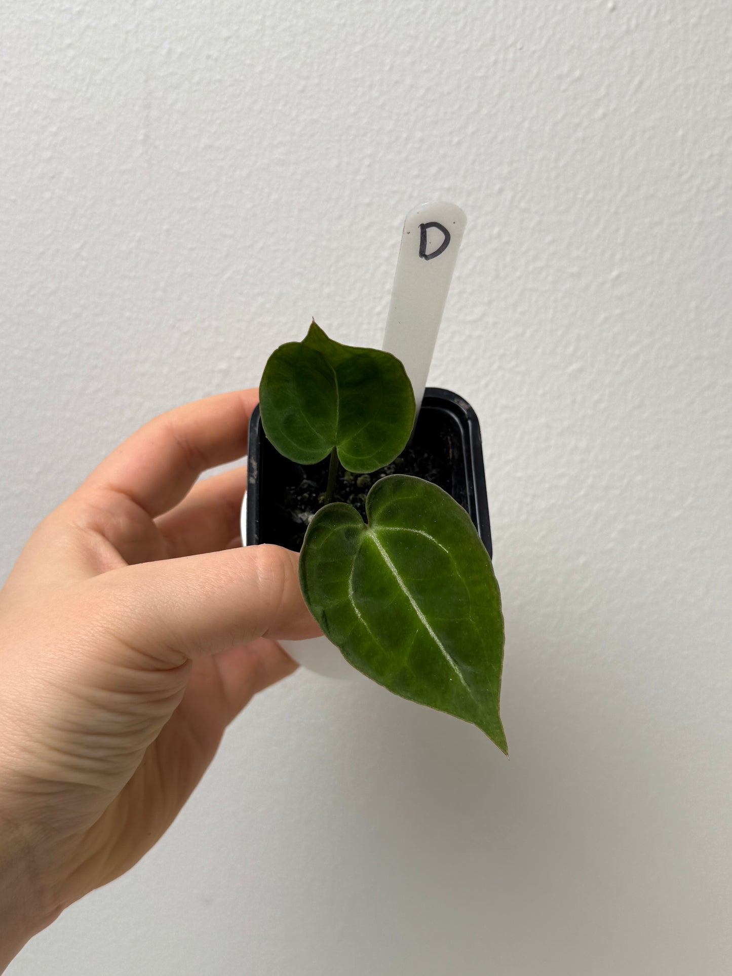Anthurium (Red Crystallinum x forgetii) x (Zara x Michelle)