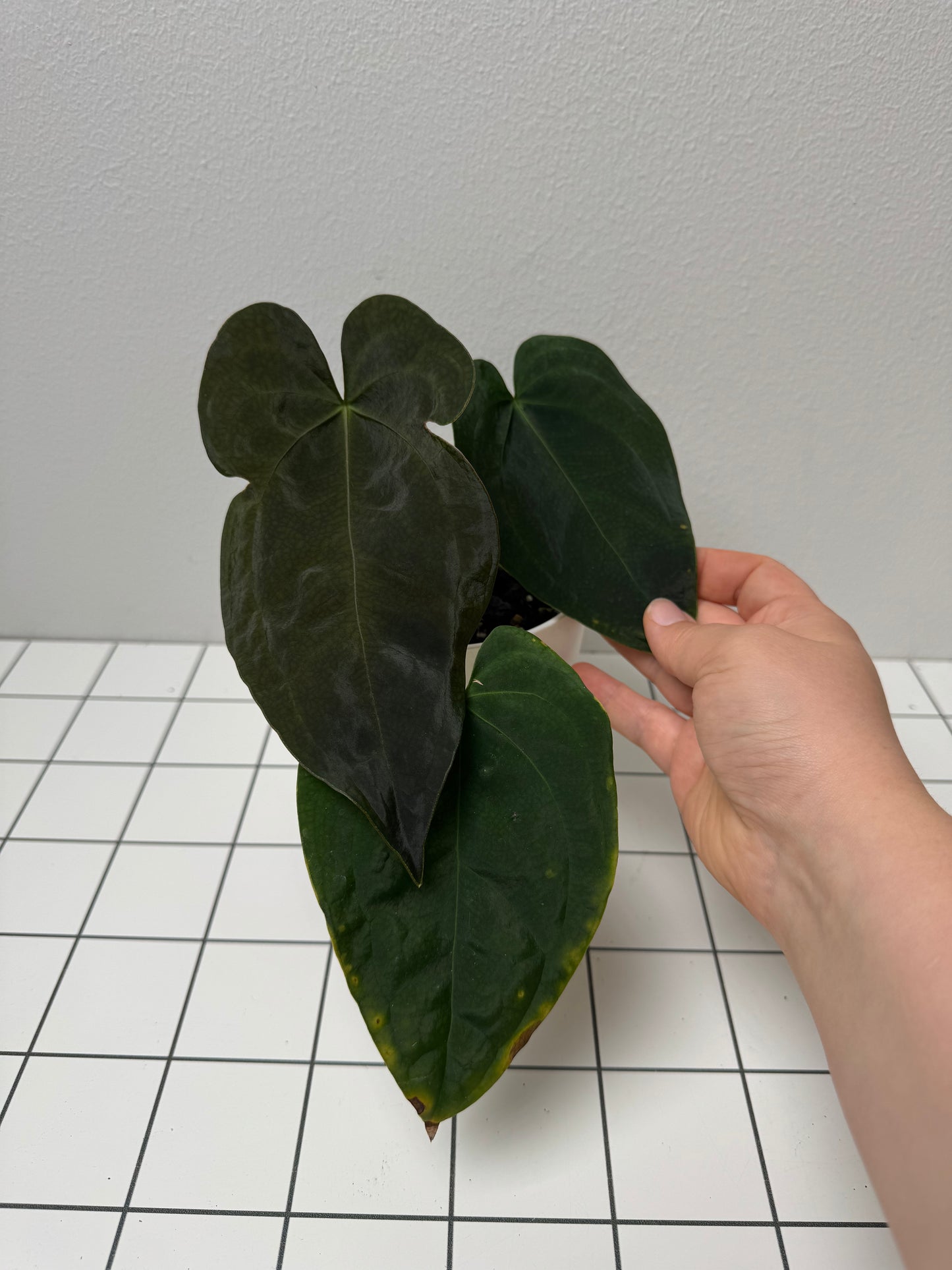 Anthurium Queen of Hearts x besseae aff or forgetti df