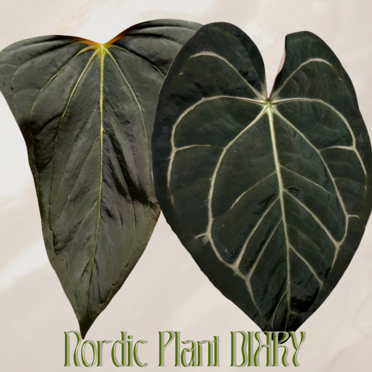 Anthurium (Dorito Port x RLFS) x carlablackiae (NSE)