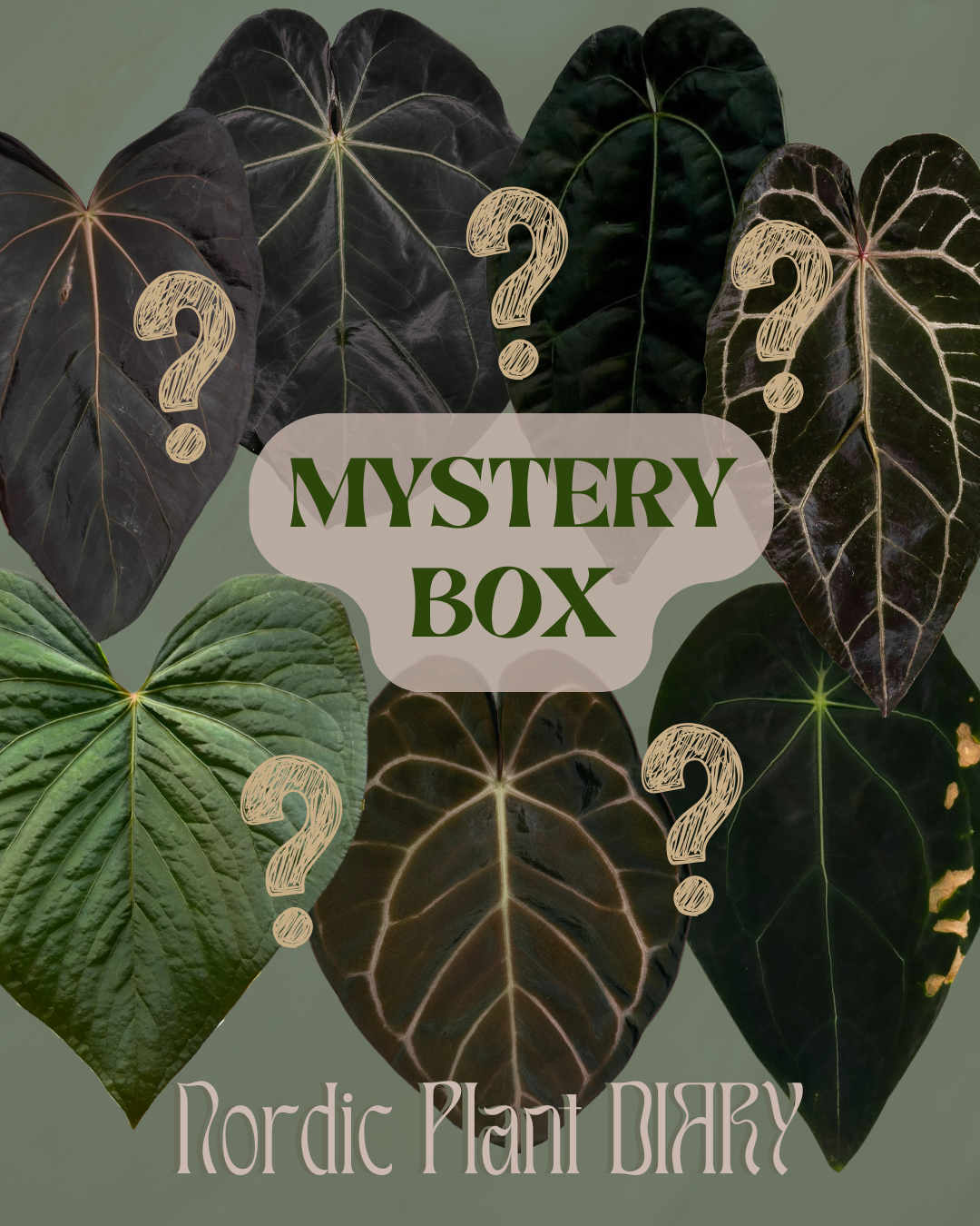 Mystery box of Anthuriums