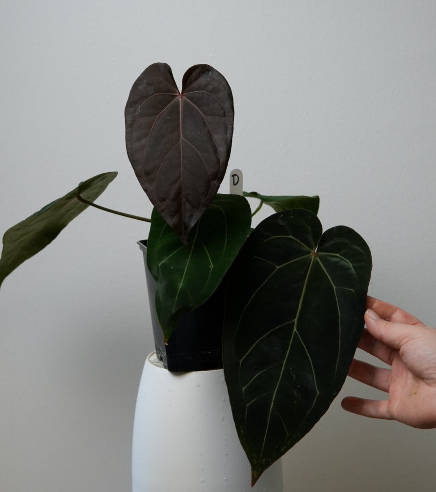 Anthurium (Zara x Michelle) x carlablackiae X (NSE)